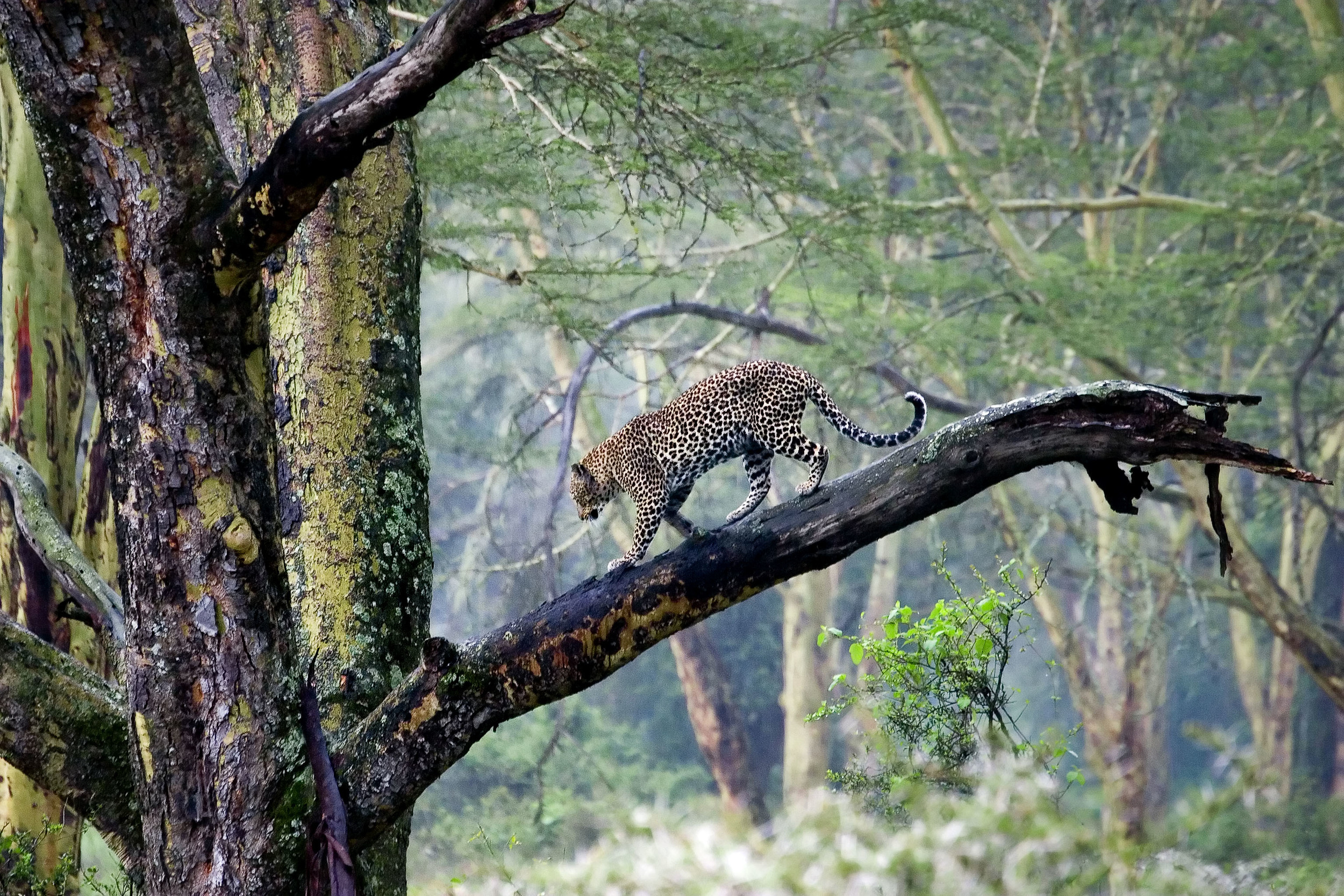 Leopard Kenya