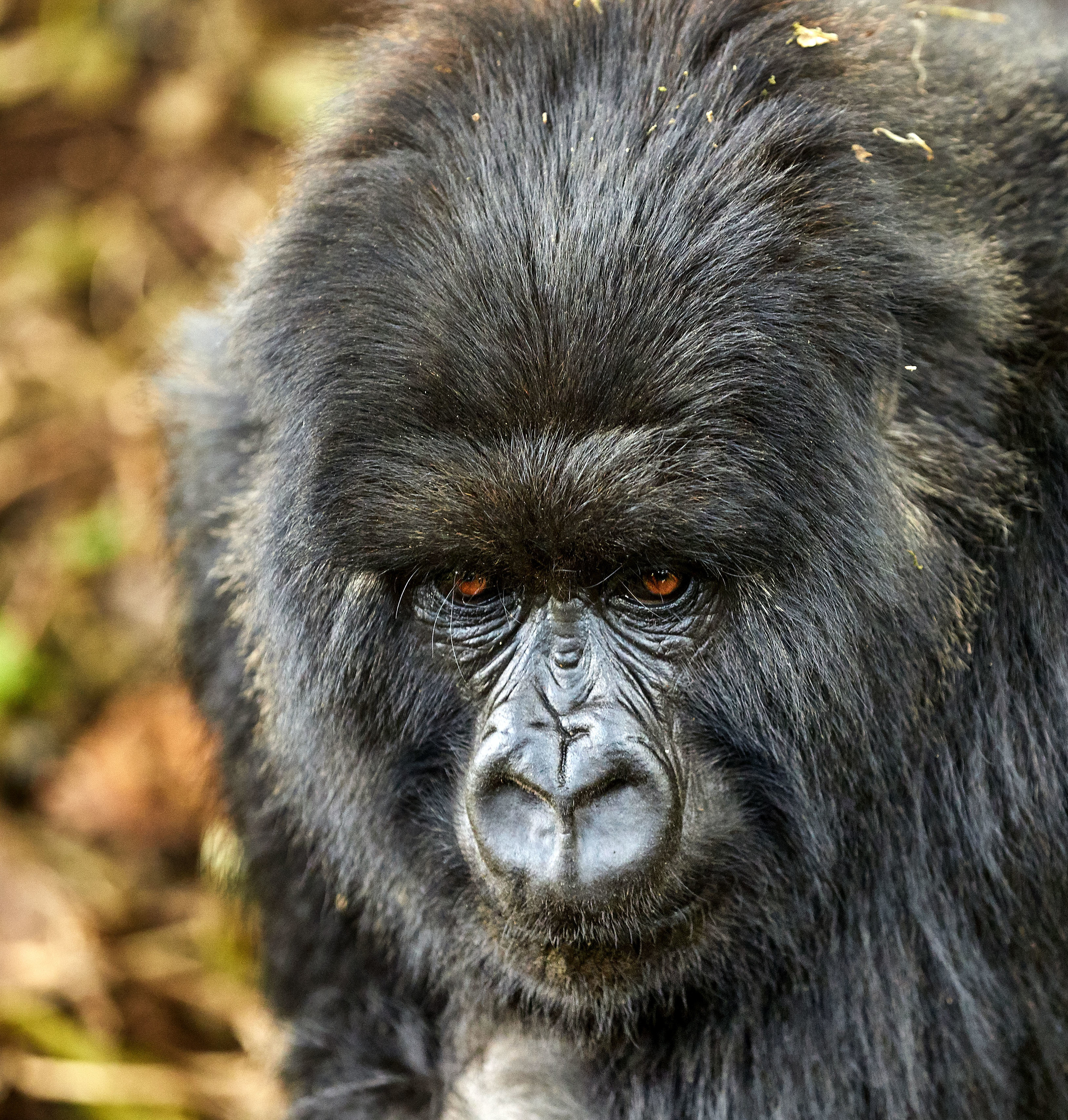 Silverback Mountain Gorilla Rwanda