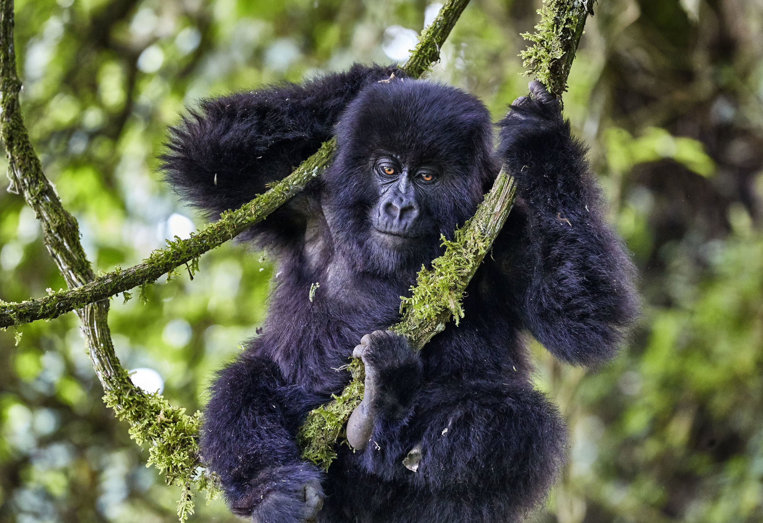 Young Female Gorilla Rwanda