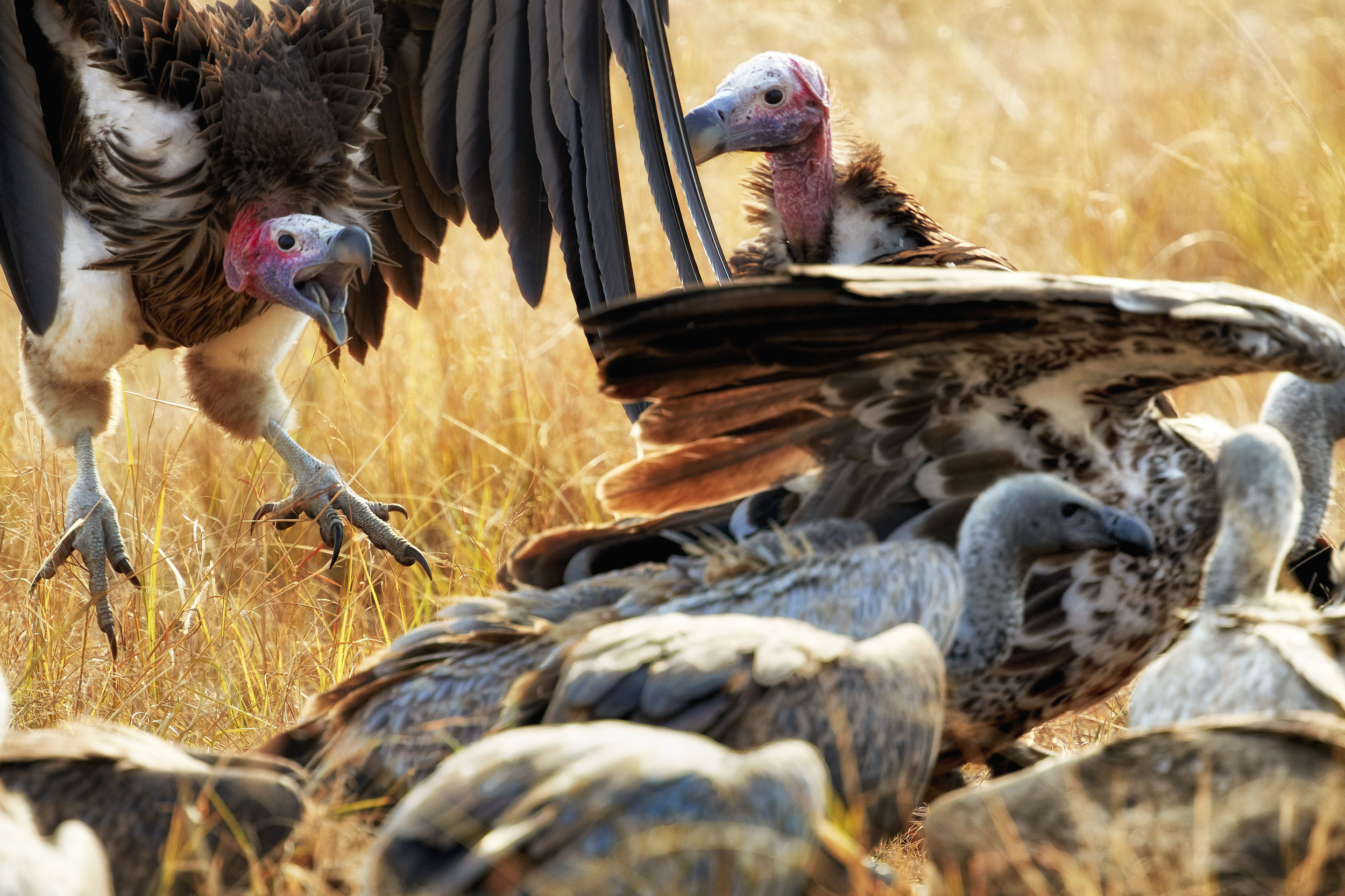 Vultures Kenya
