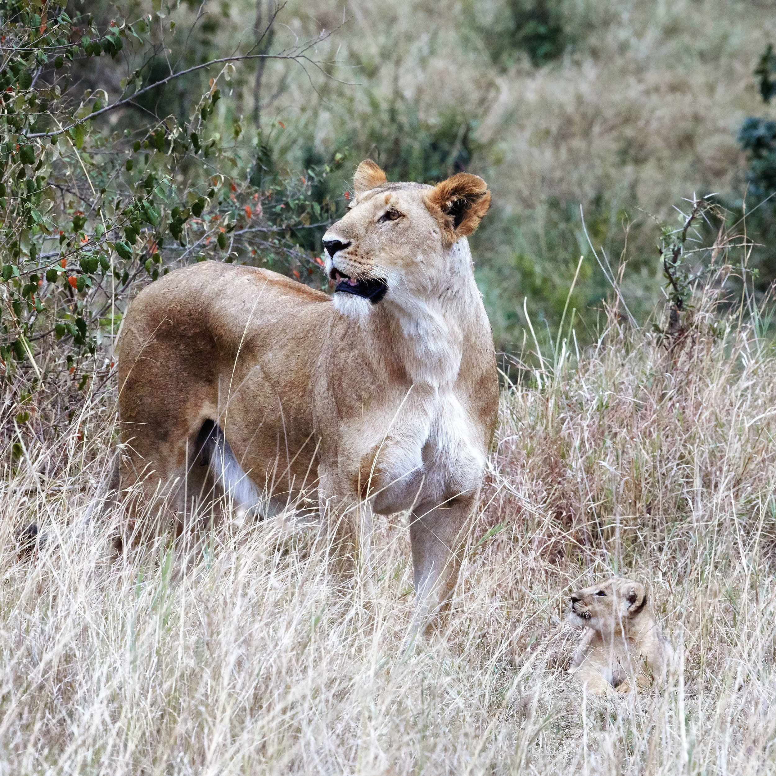 Female Lion With Cub Kenya