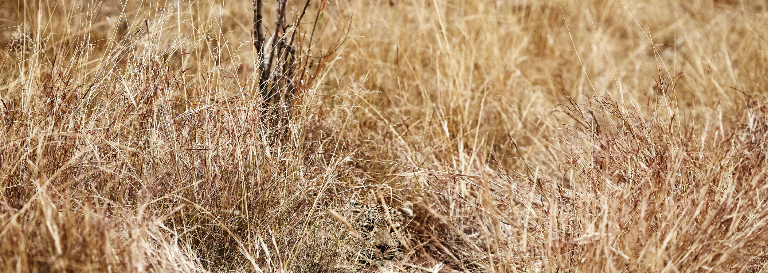 Leopard Lurking Kenya