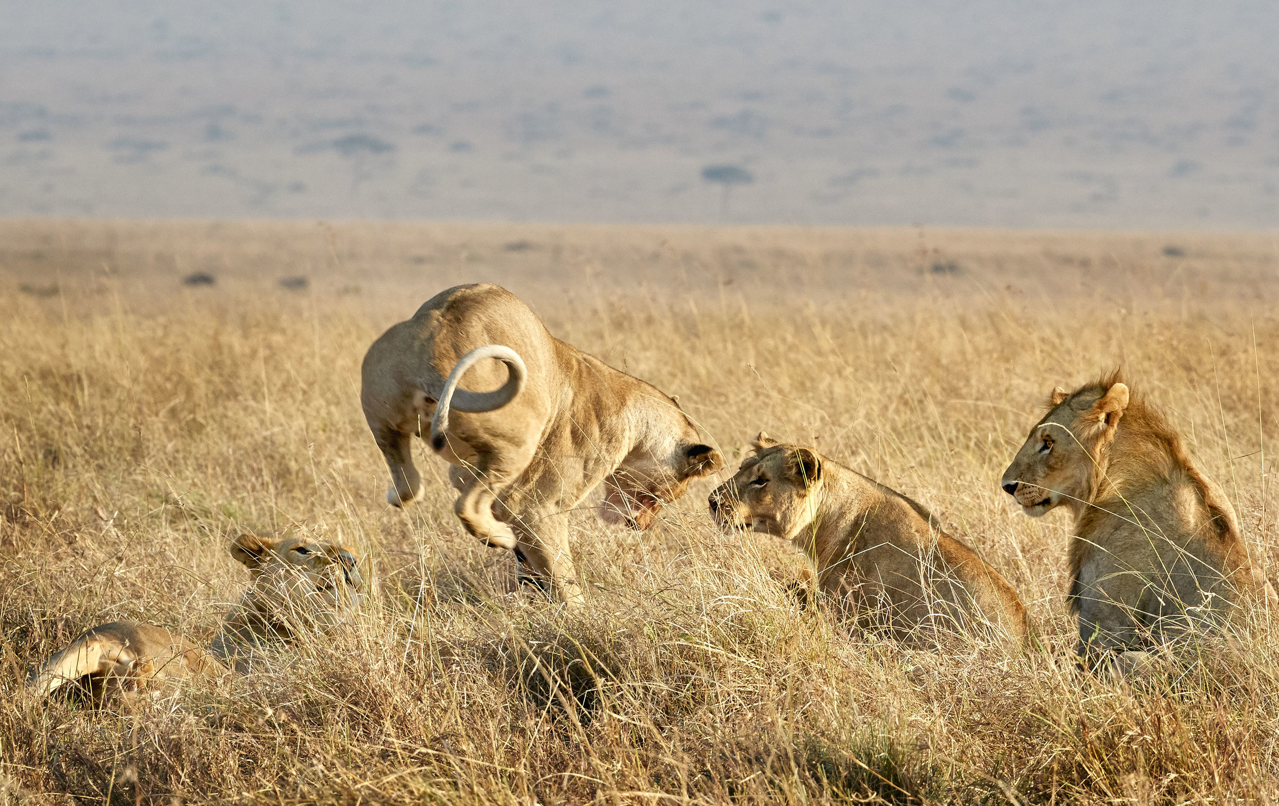 Lion Group Kenya