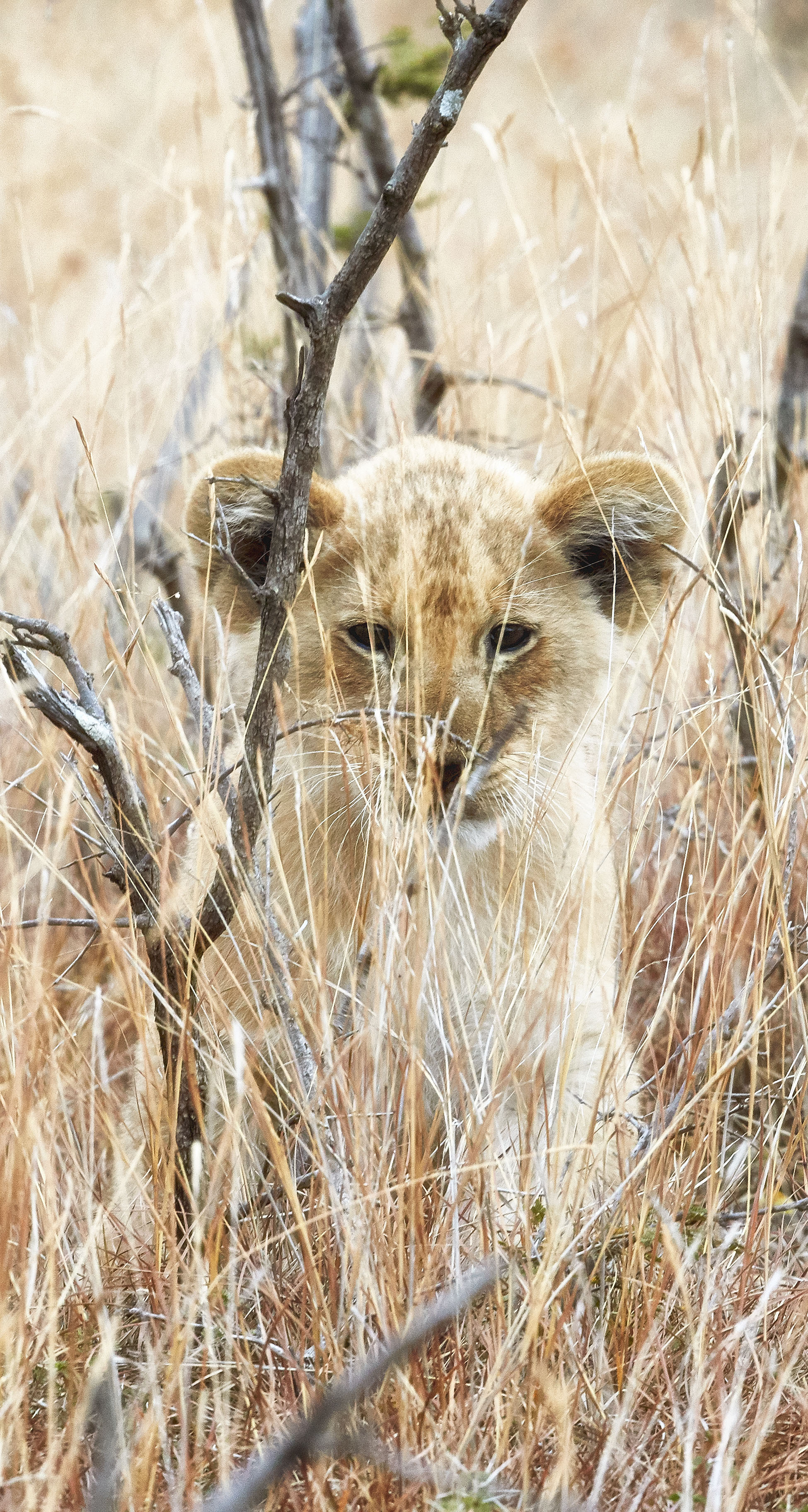 Lion Cub Kenya