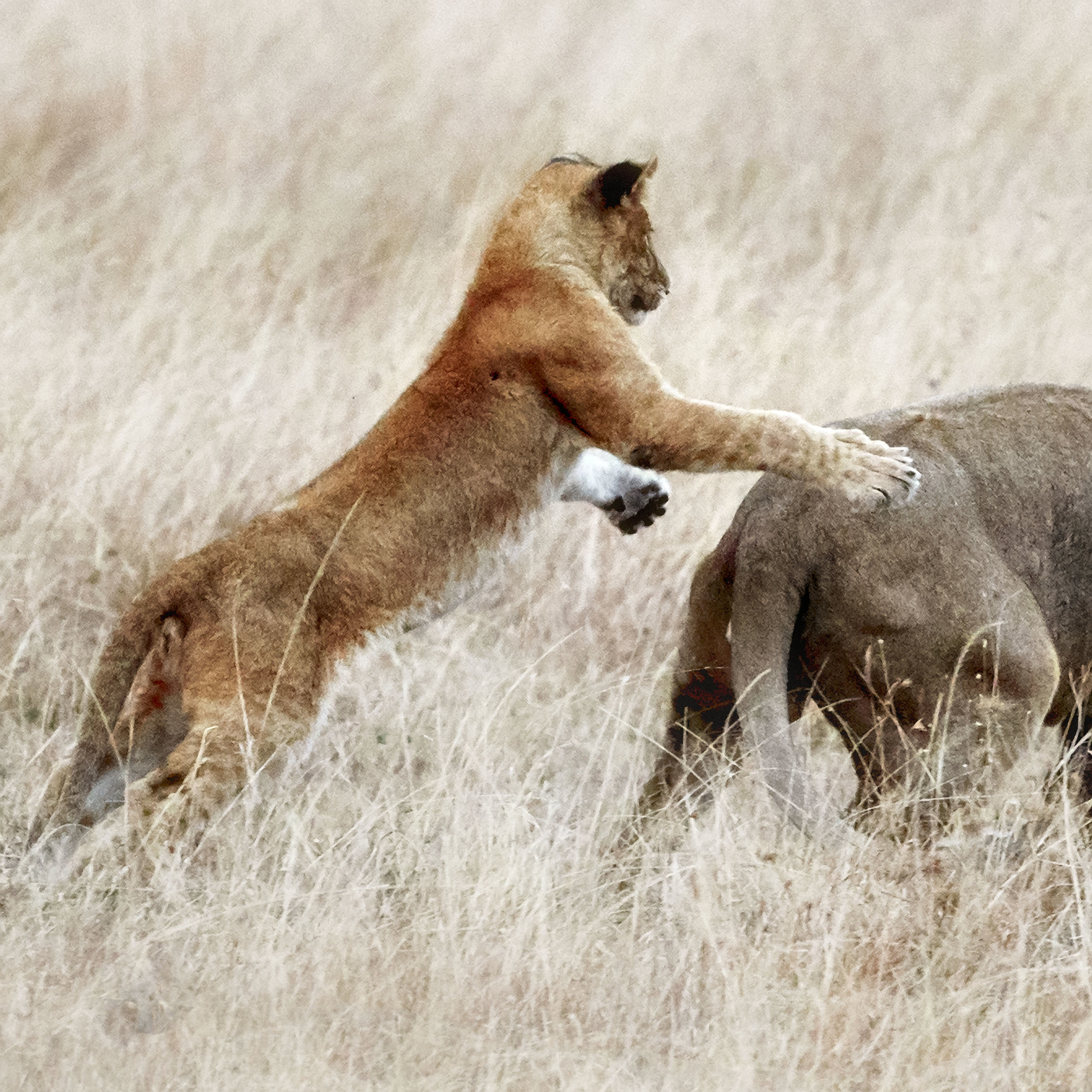 Lion Leap Kenya