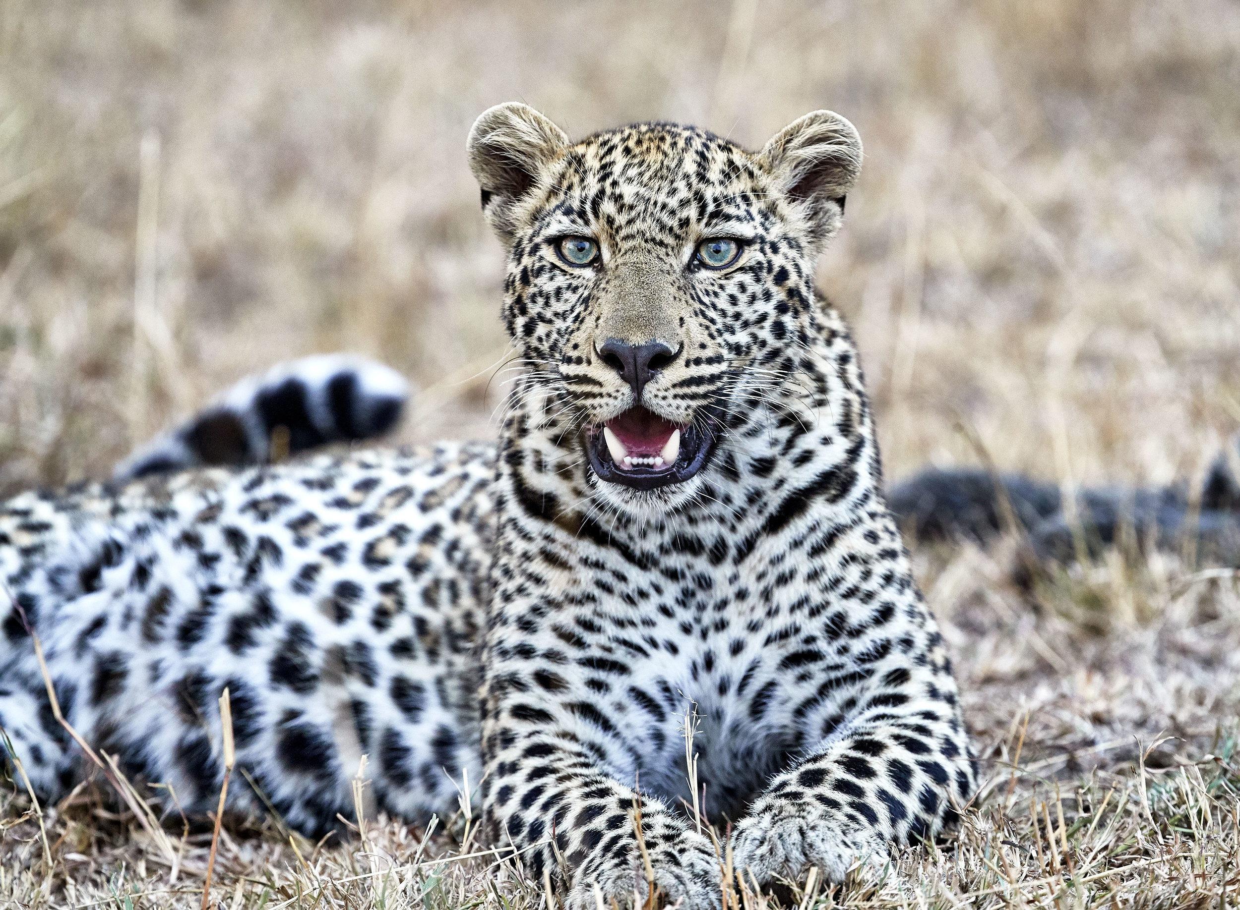 Leopard Kenya