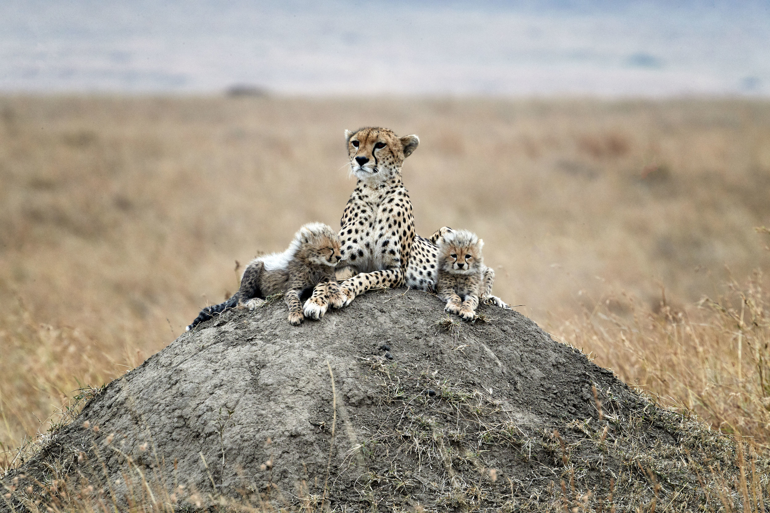 Cheetah Family Kenya