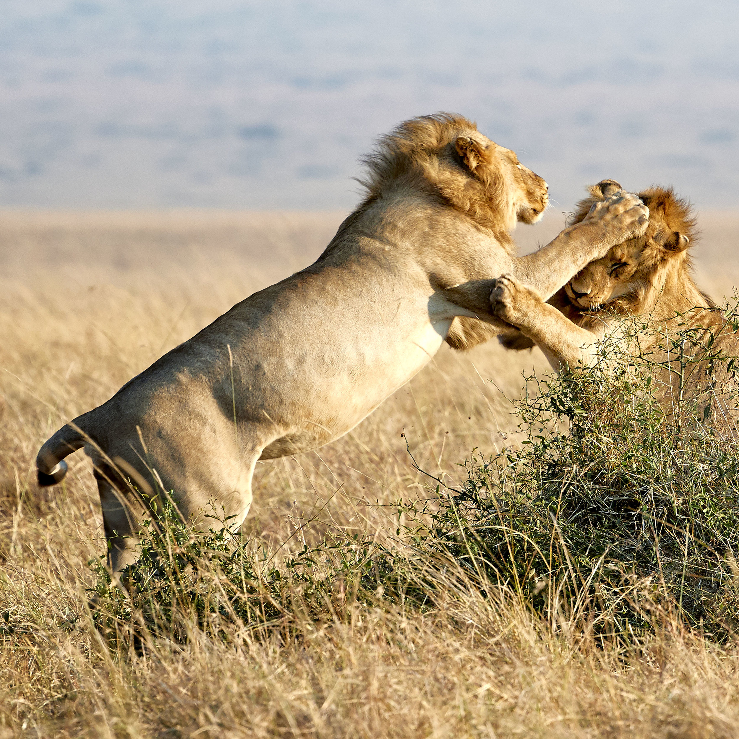 Males Greeting Kenya