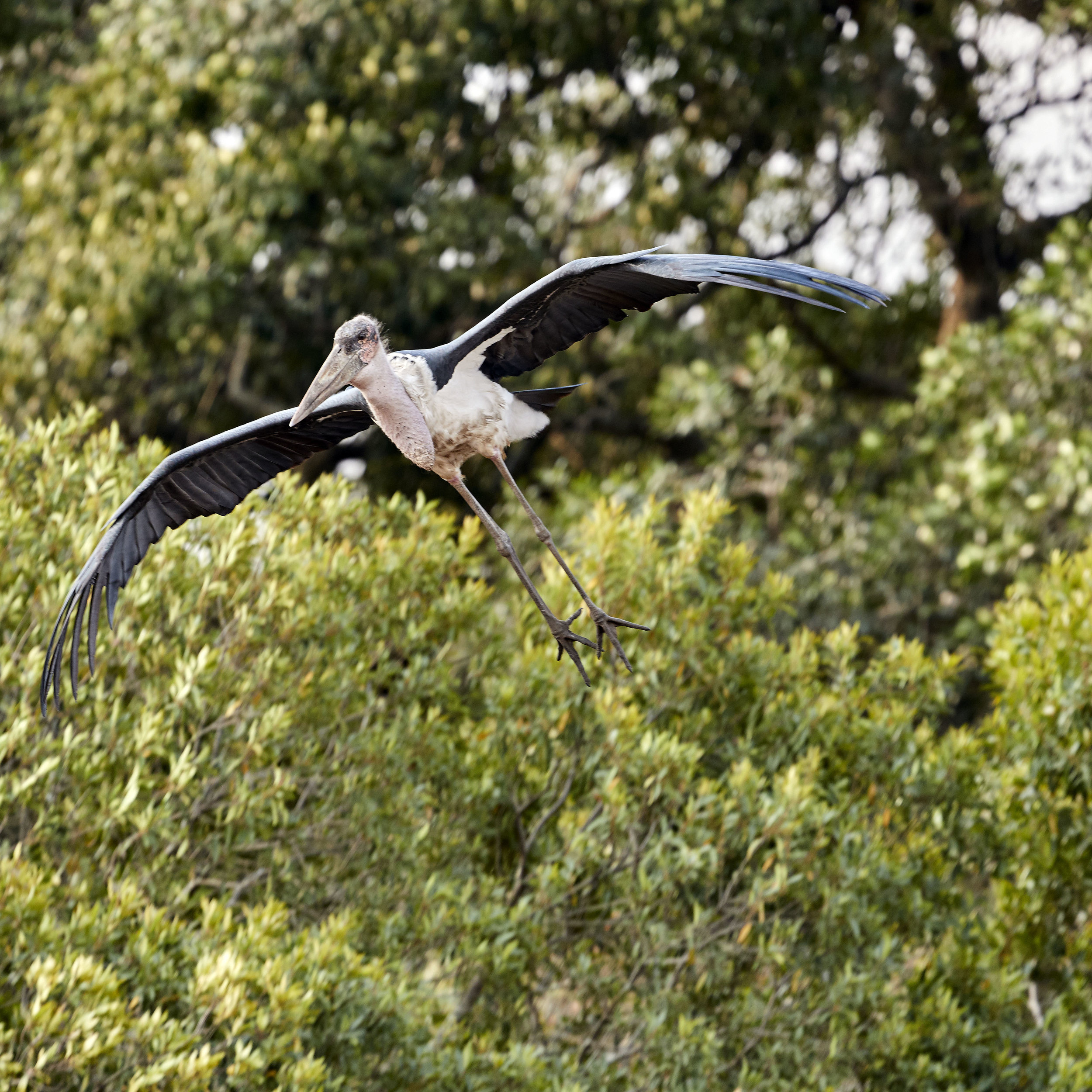 Stork Kenya