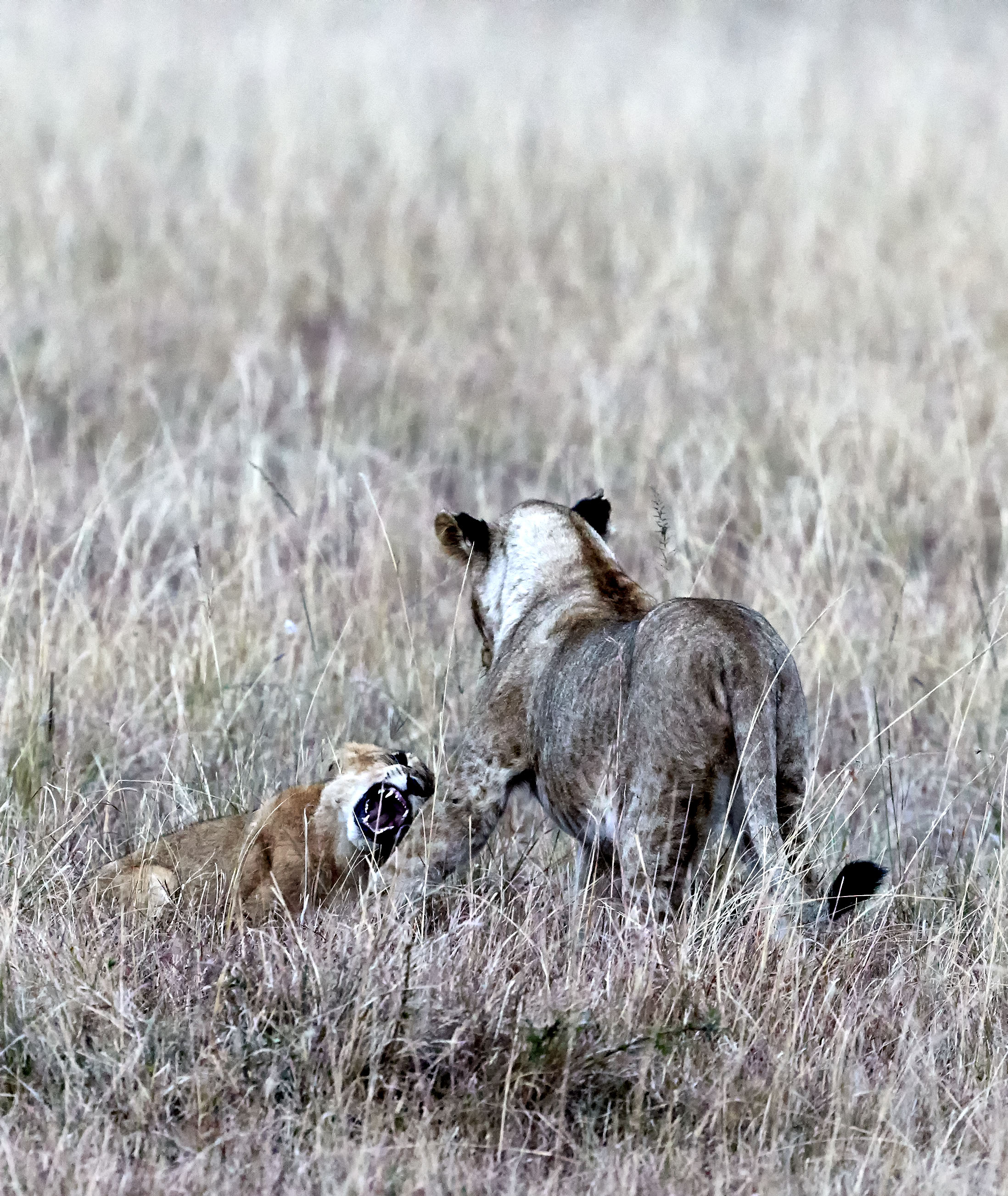 Lions Mating Kenya