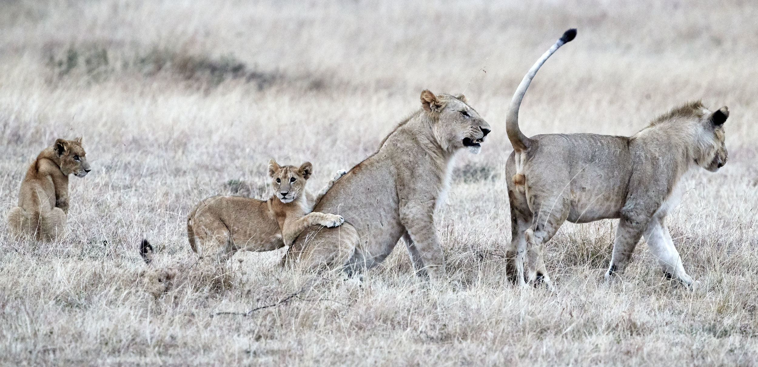 Young Lion Males and Cubs Kenya