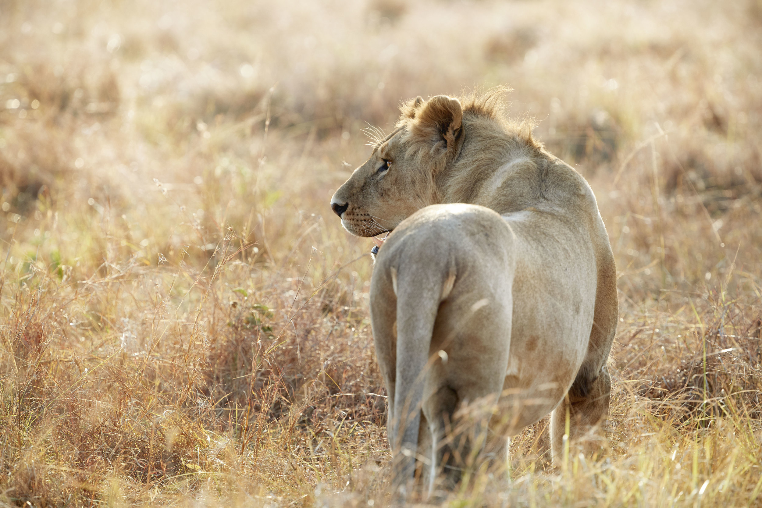 Lion Hunting Kenya