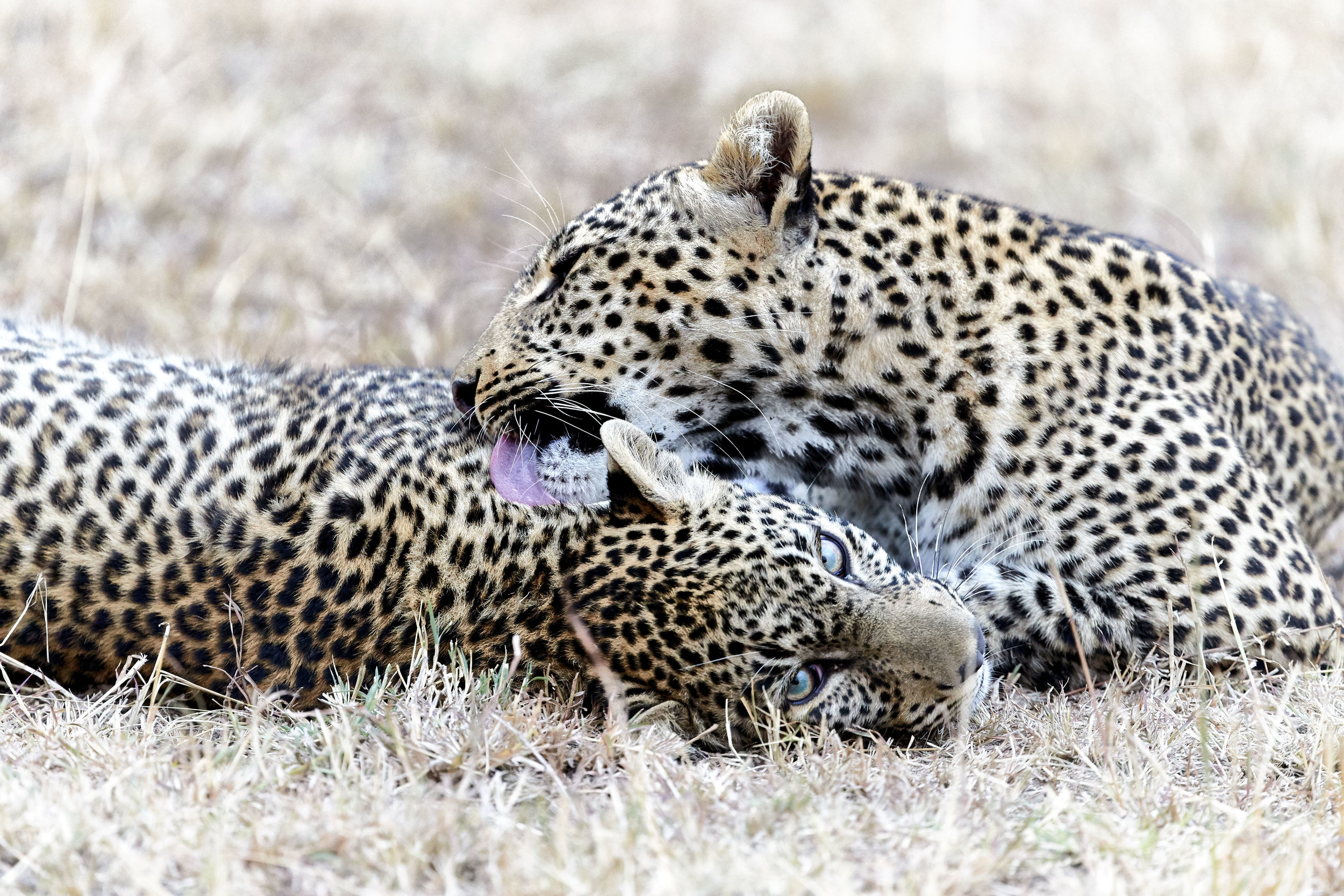 Leopards Kenya