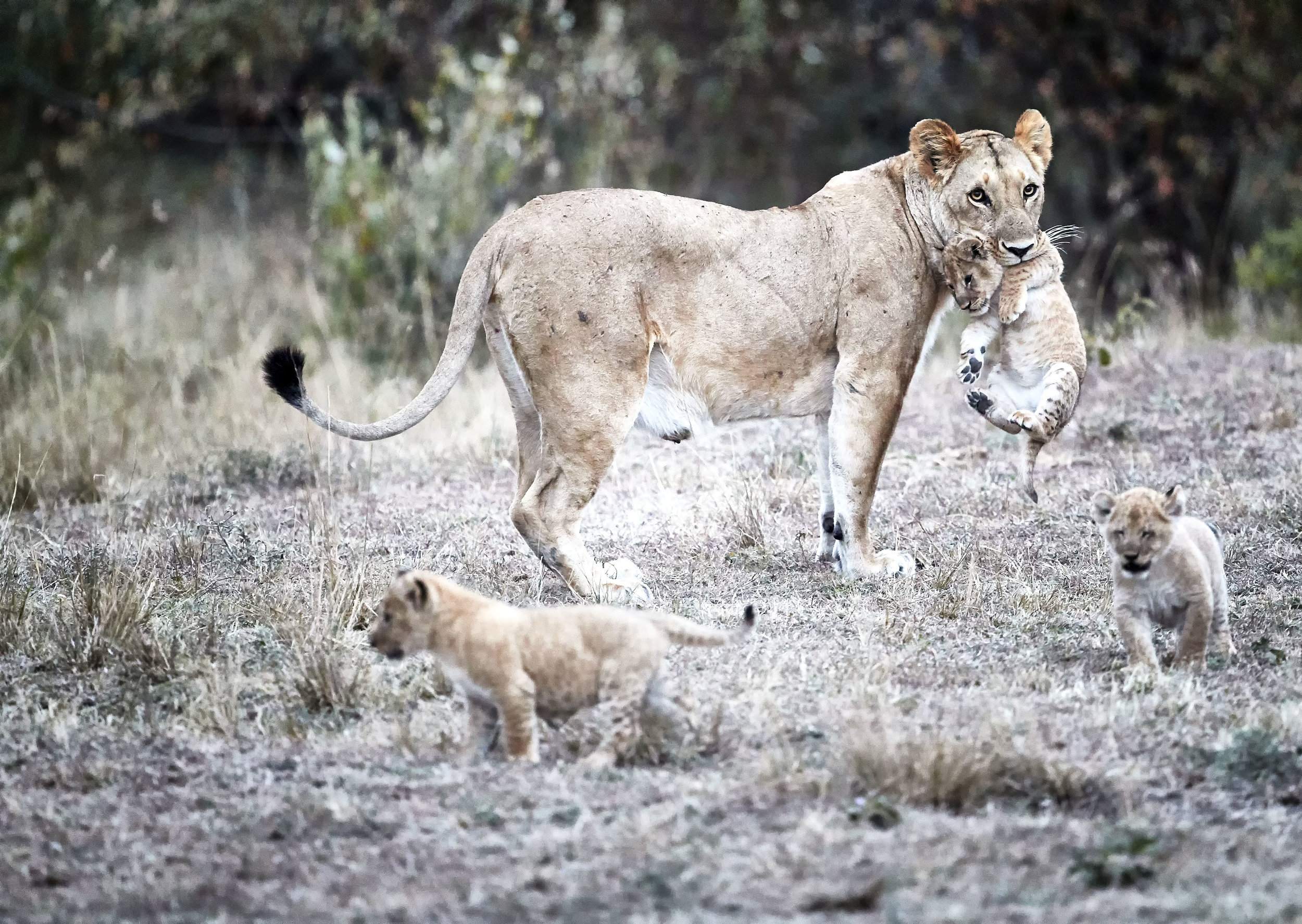 Female with Cubs in Tow Kenya