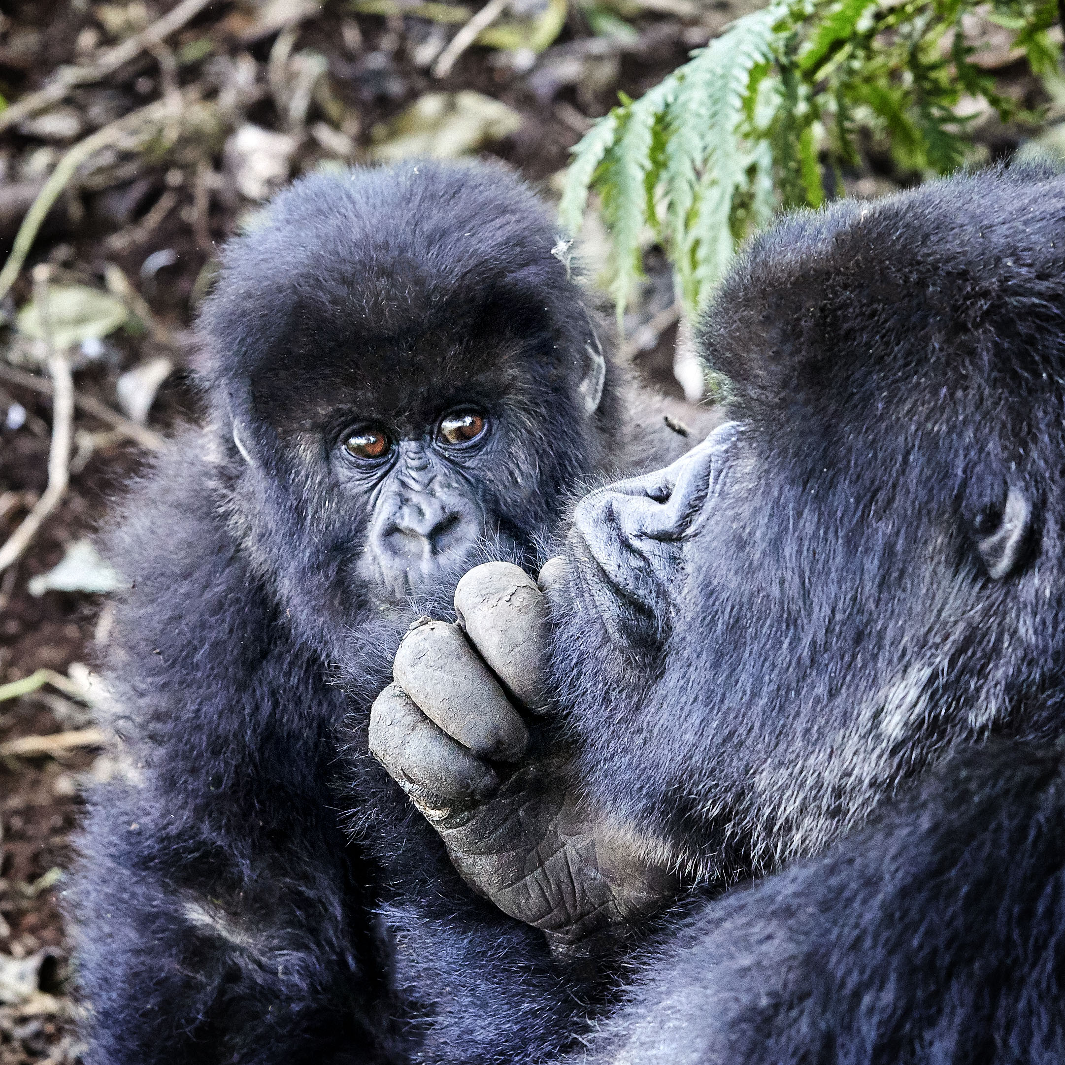 Gorillas Contemplating Rwanda