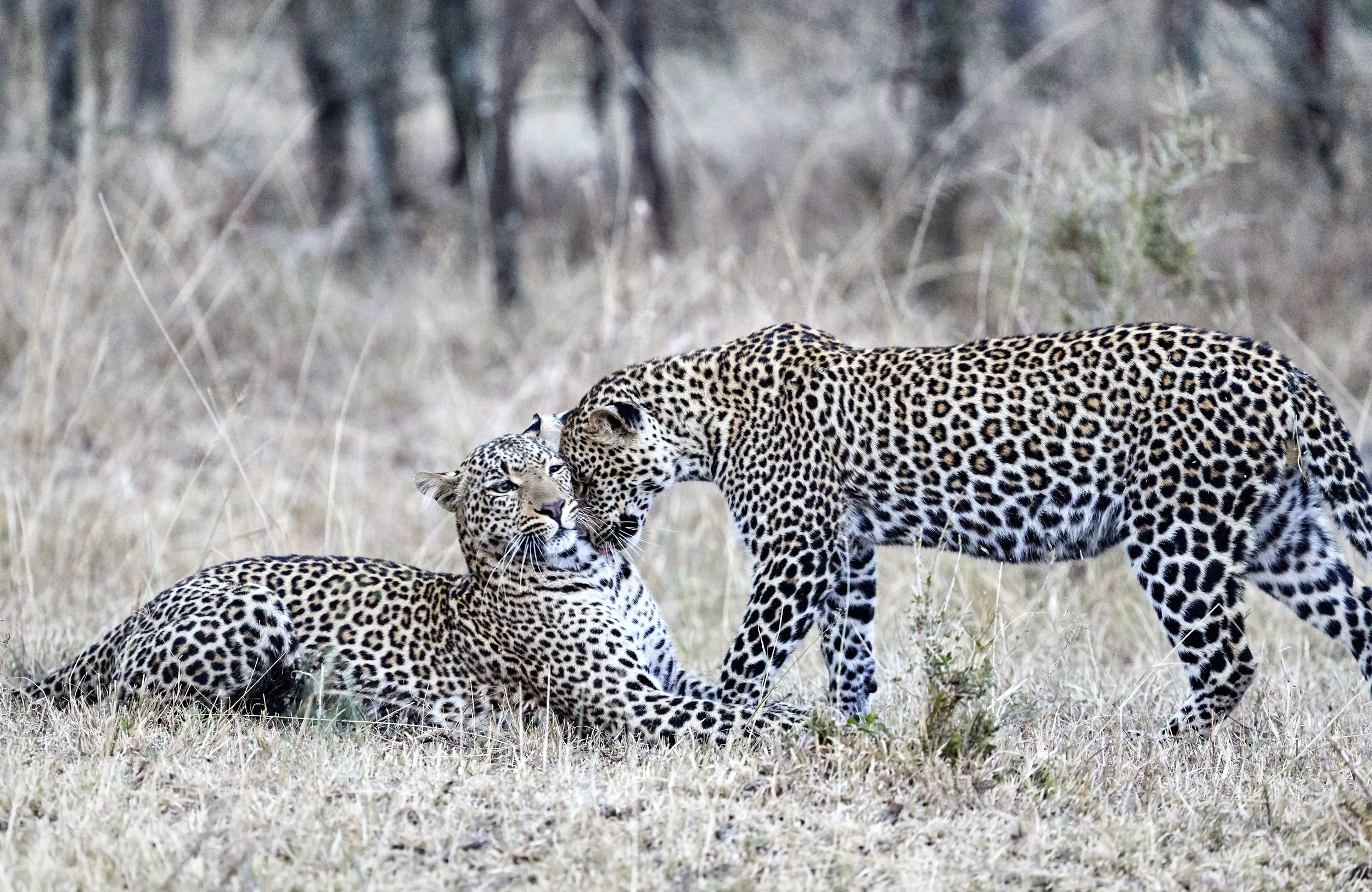 Leopards Kenya