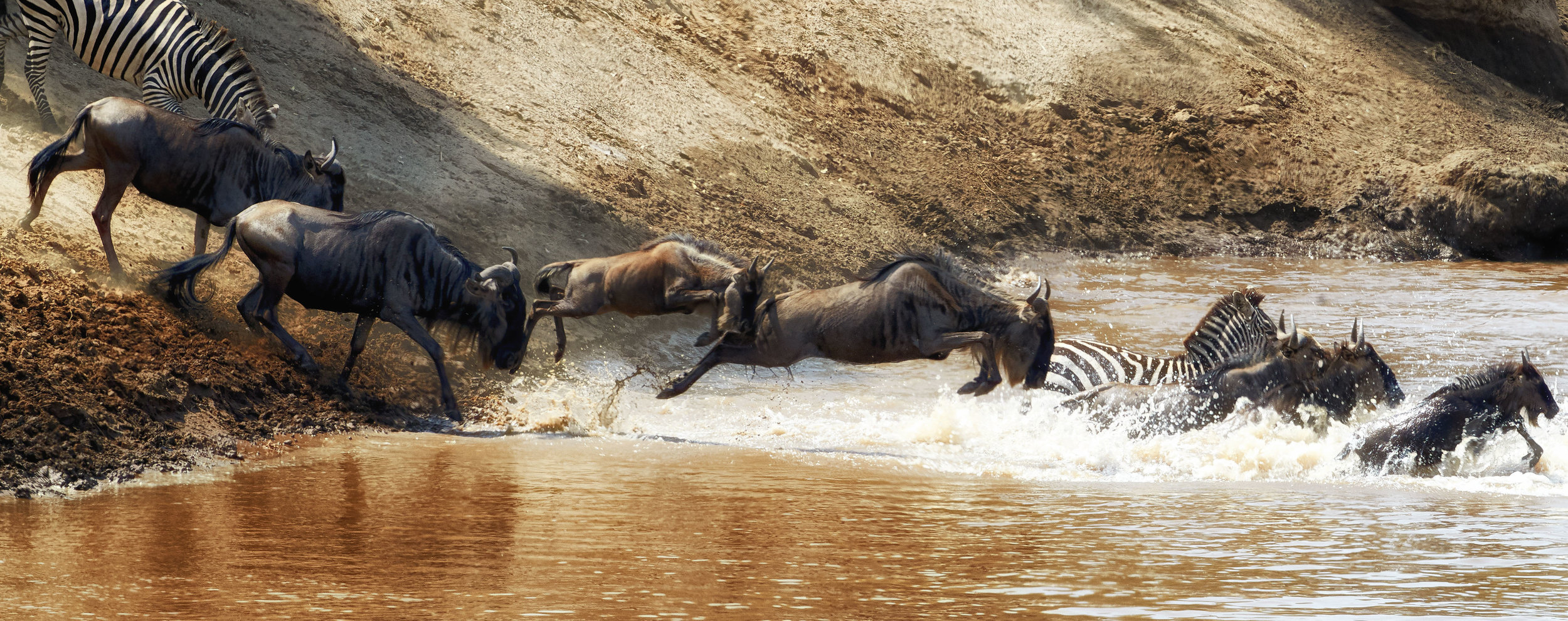 Crossing of the Mara River Kenya