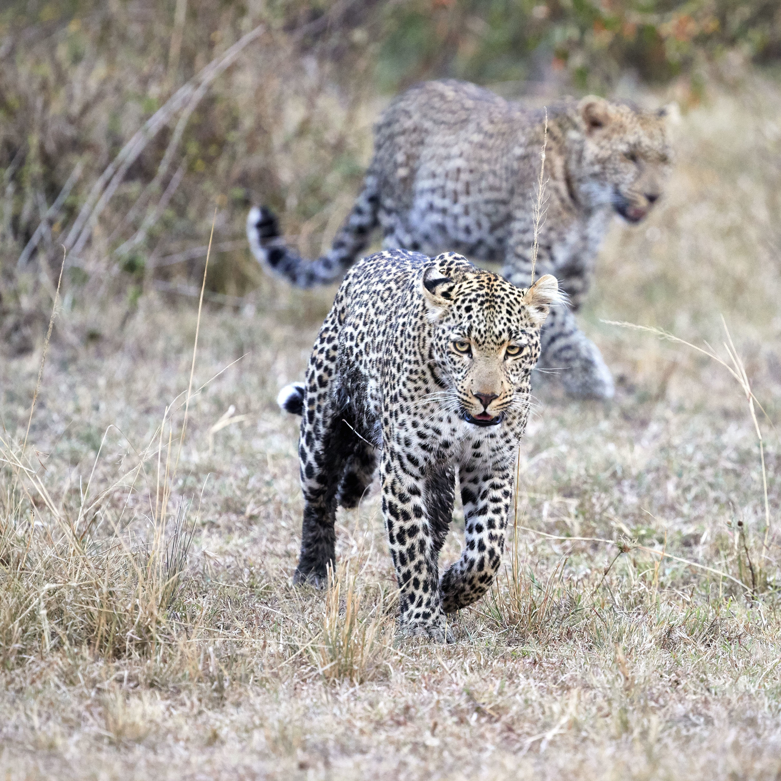 Leopards On the Prowl Kenya