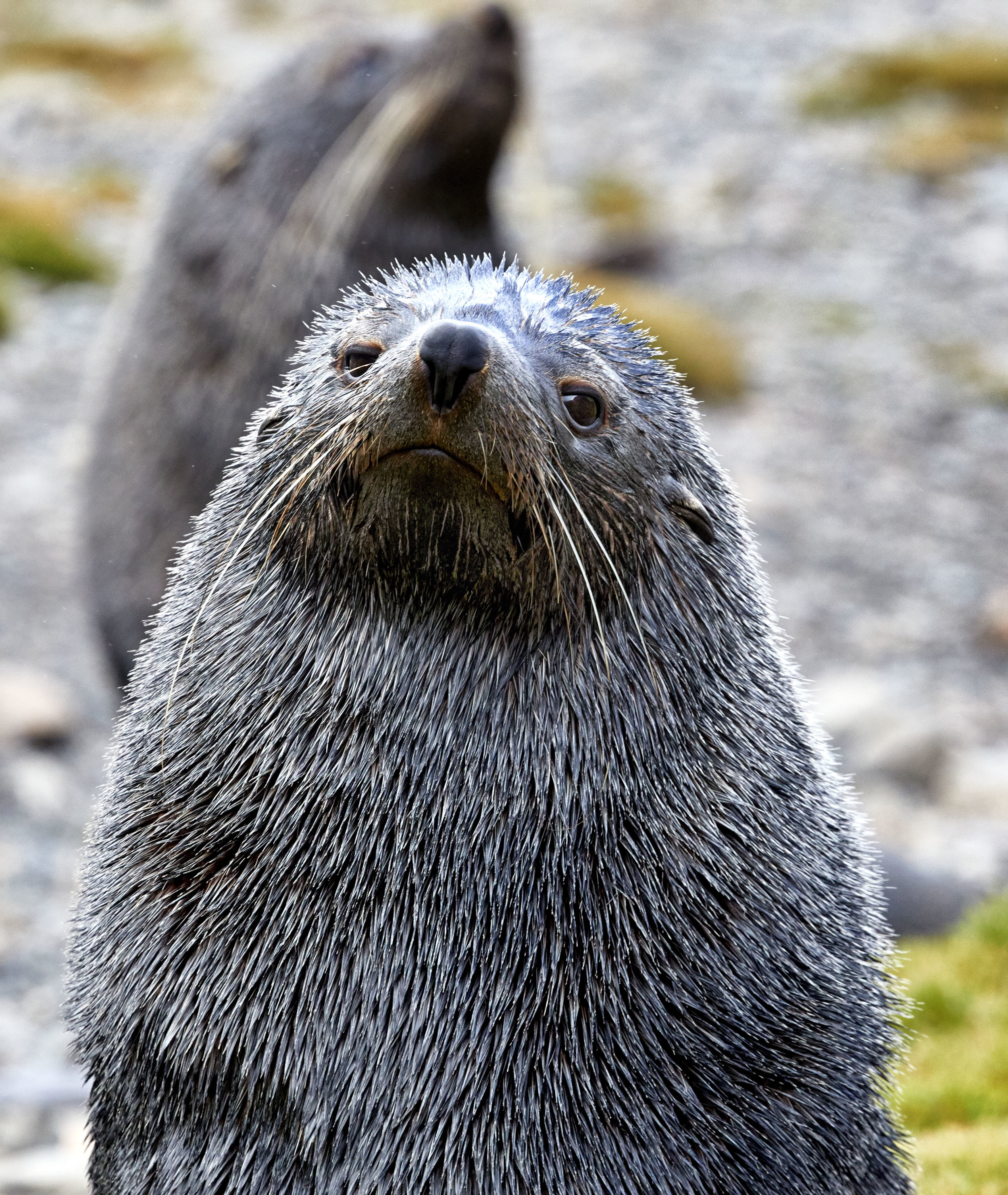 South Georgia Island