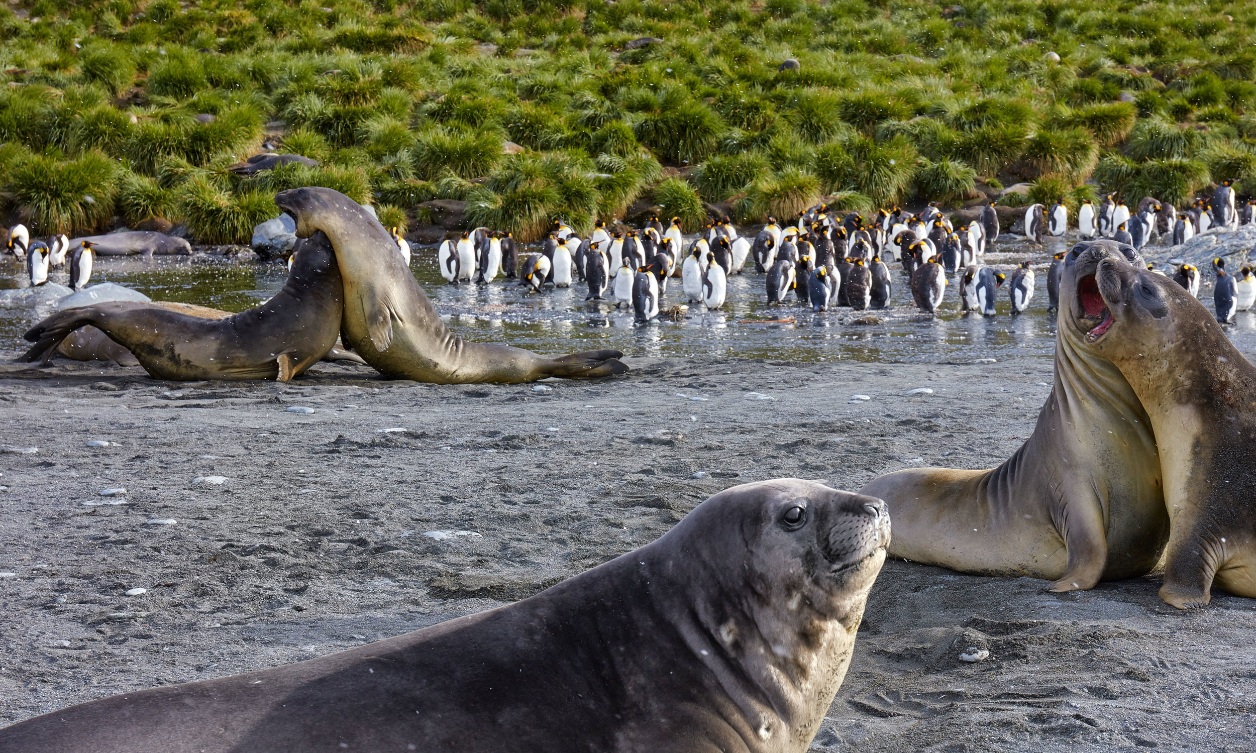 South Georgia Island