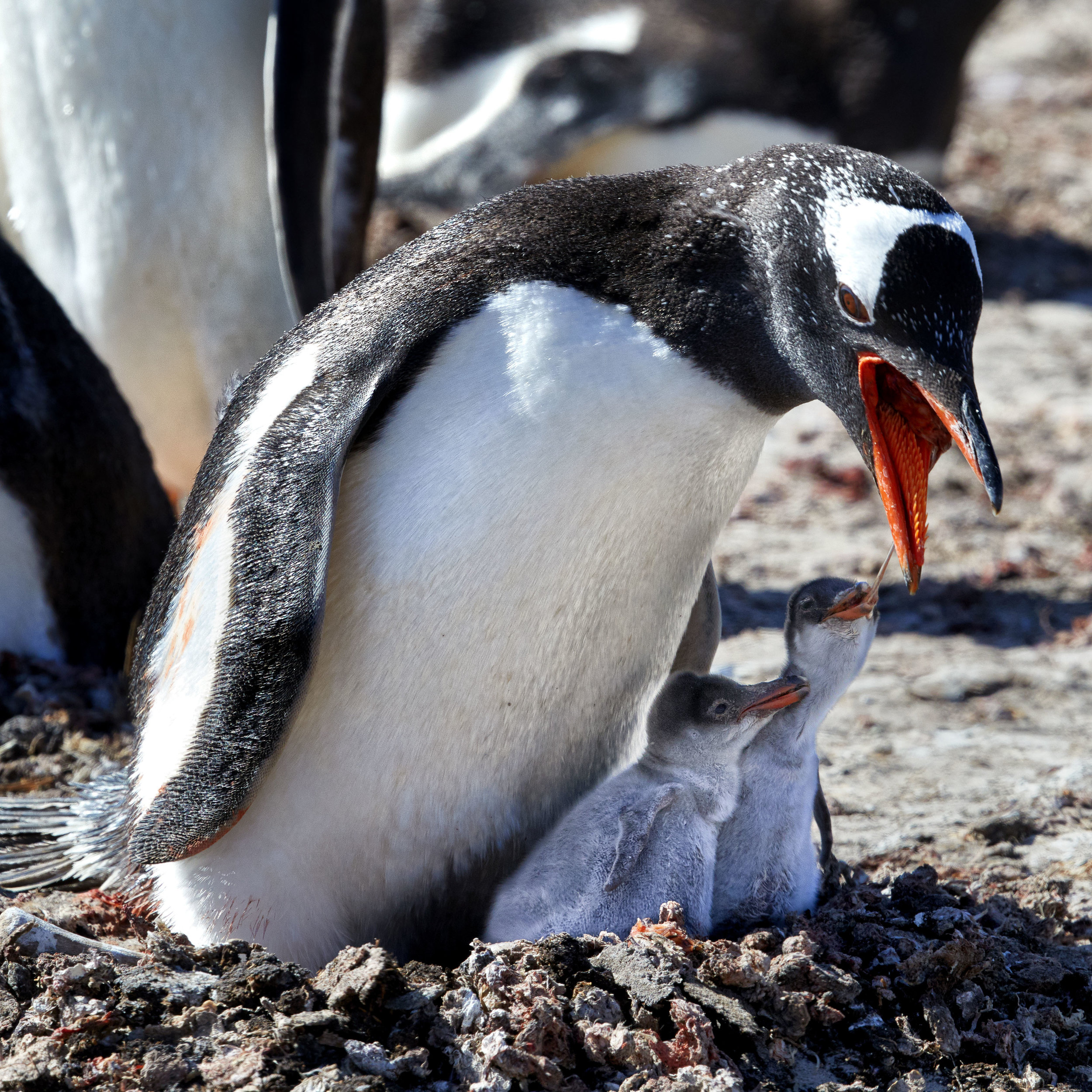 Falkland Islands