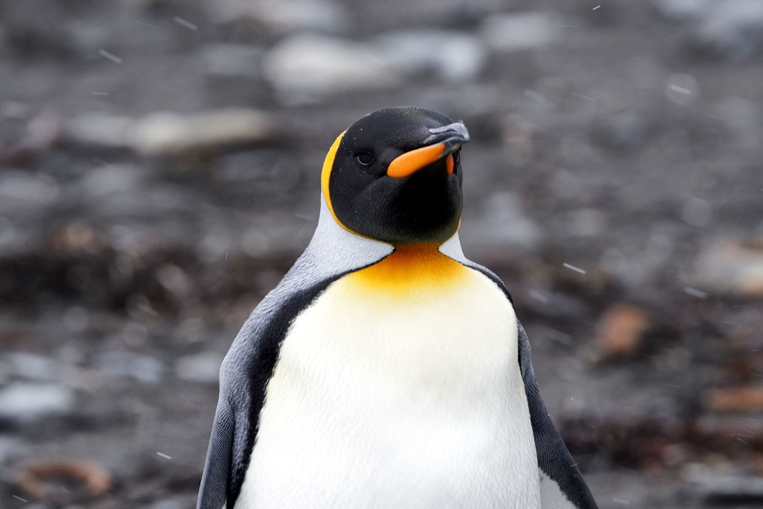 South Georgia Island