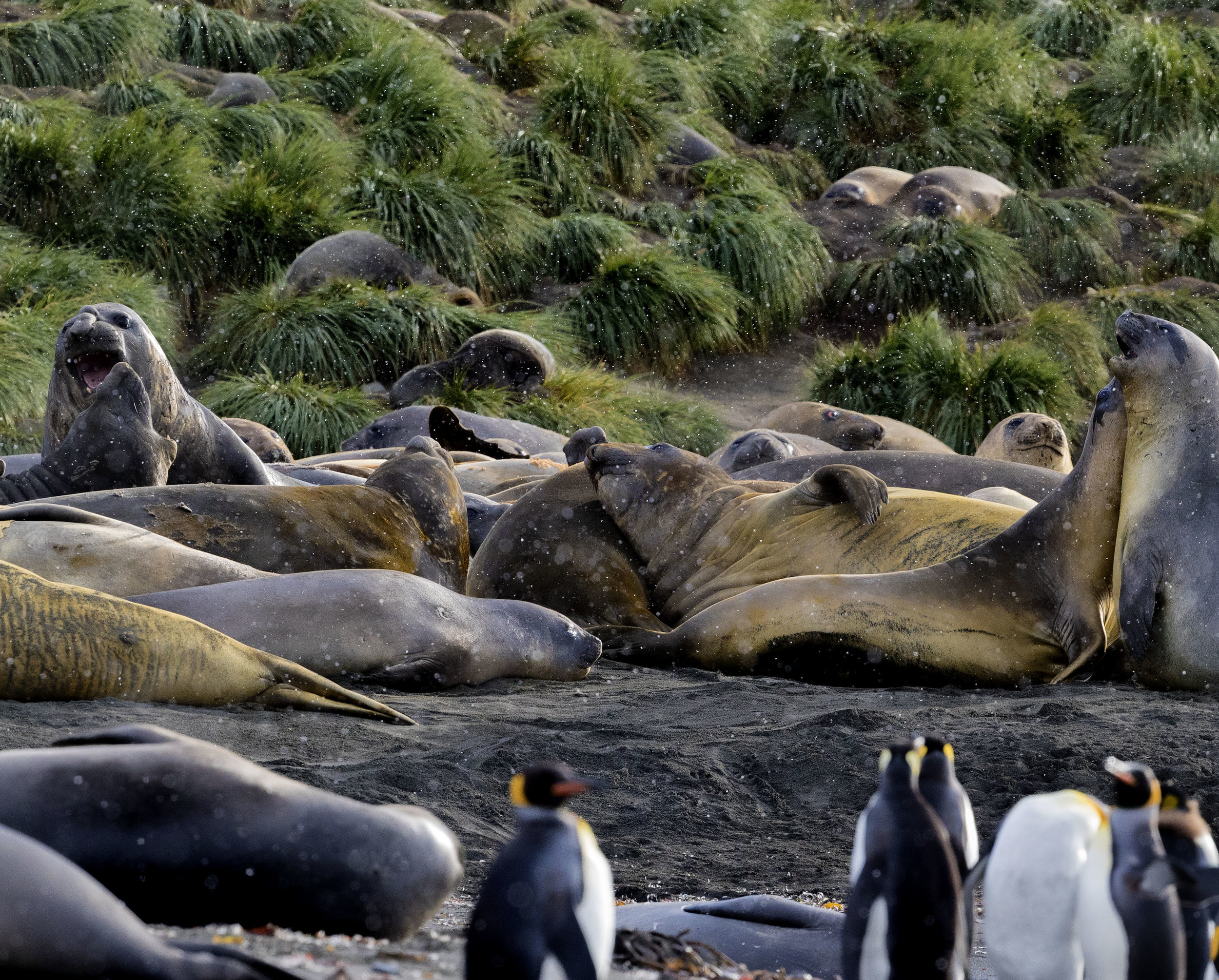 South Georgia Island