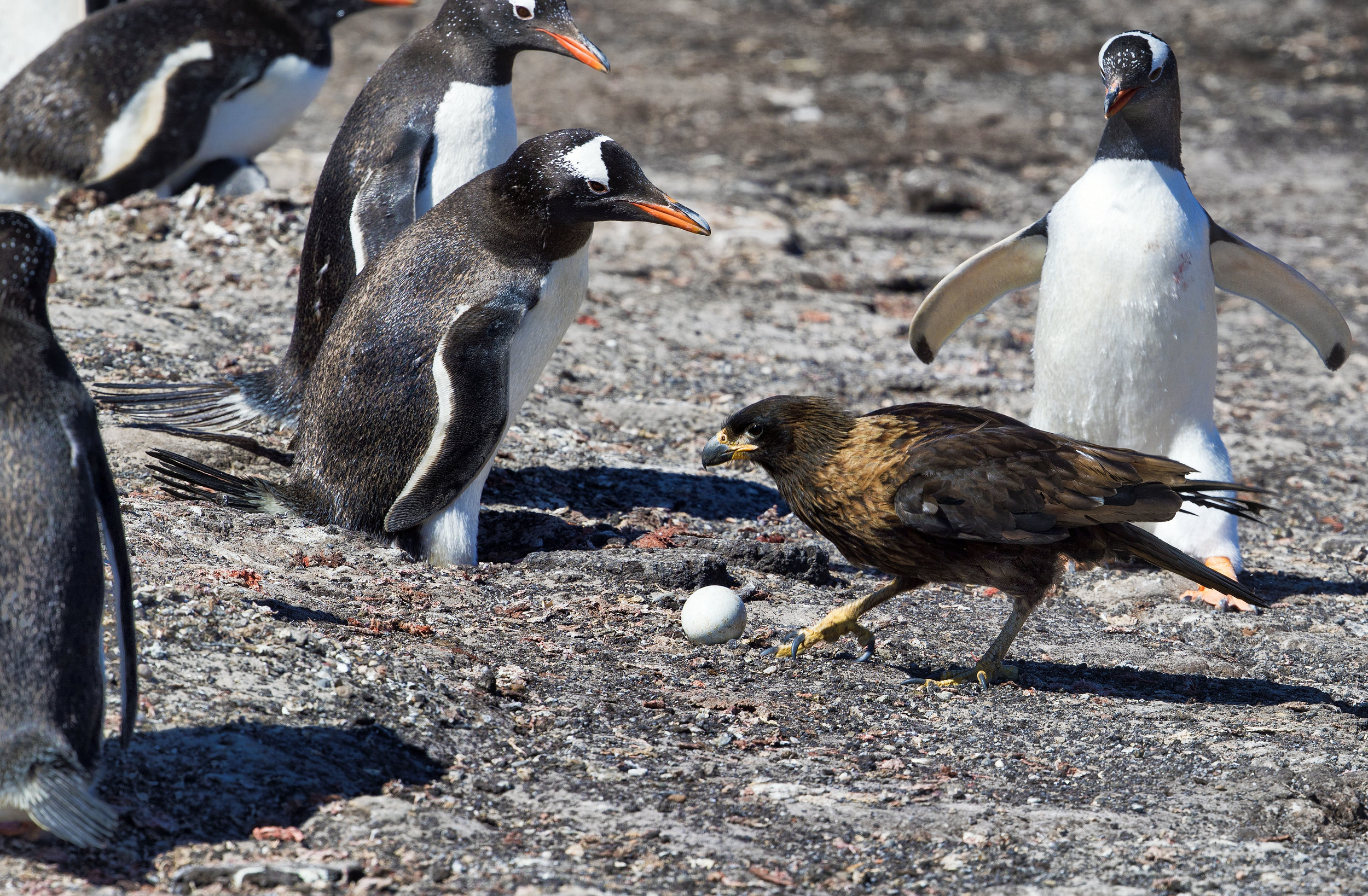 Falklands Island