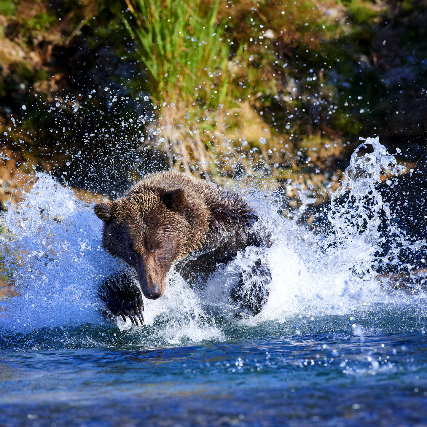 Katmai National Park Alaska