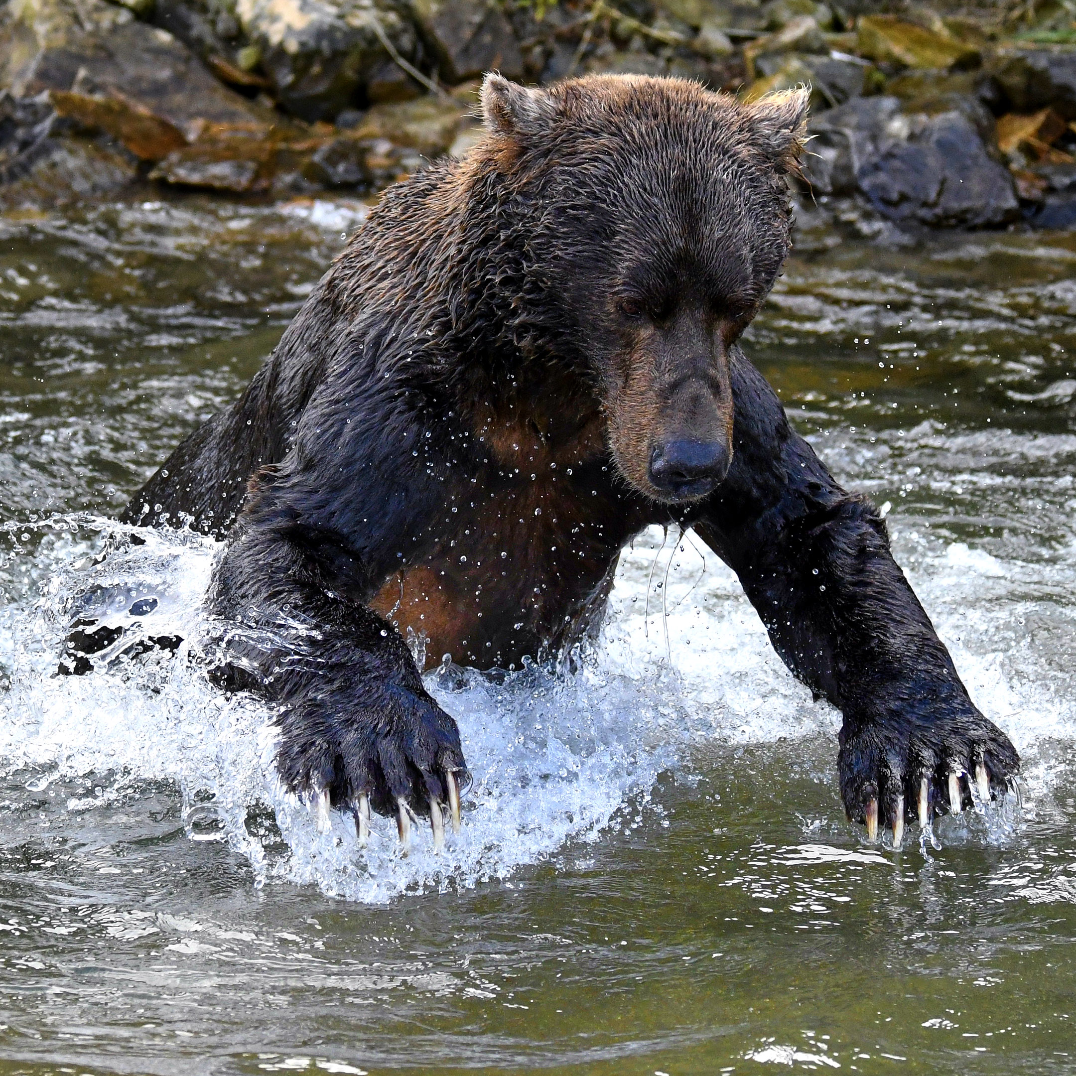 Katmai National Park Alaska