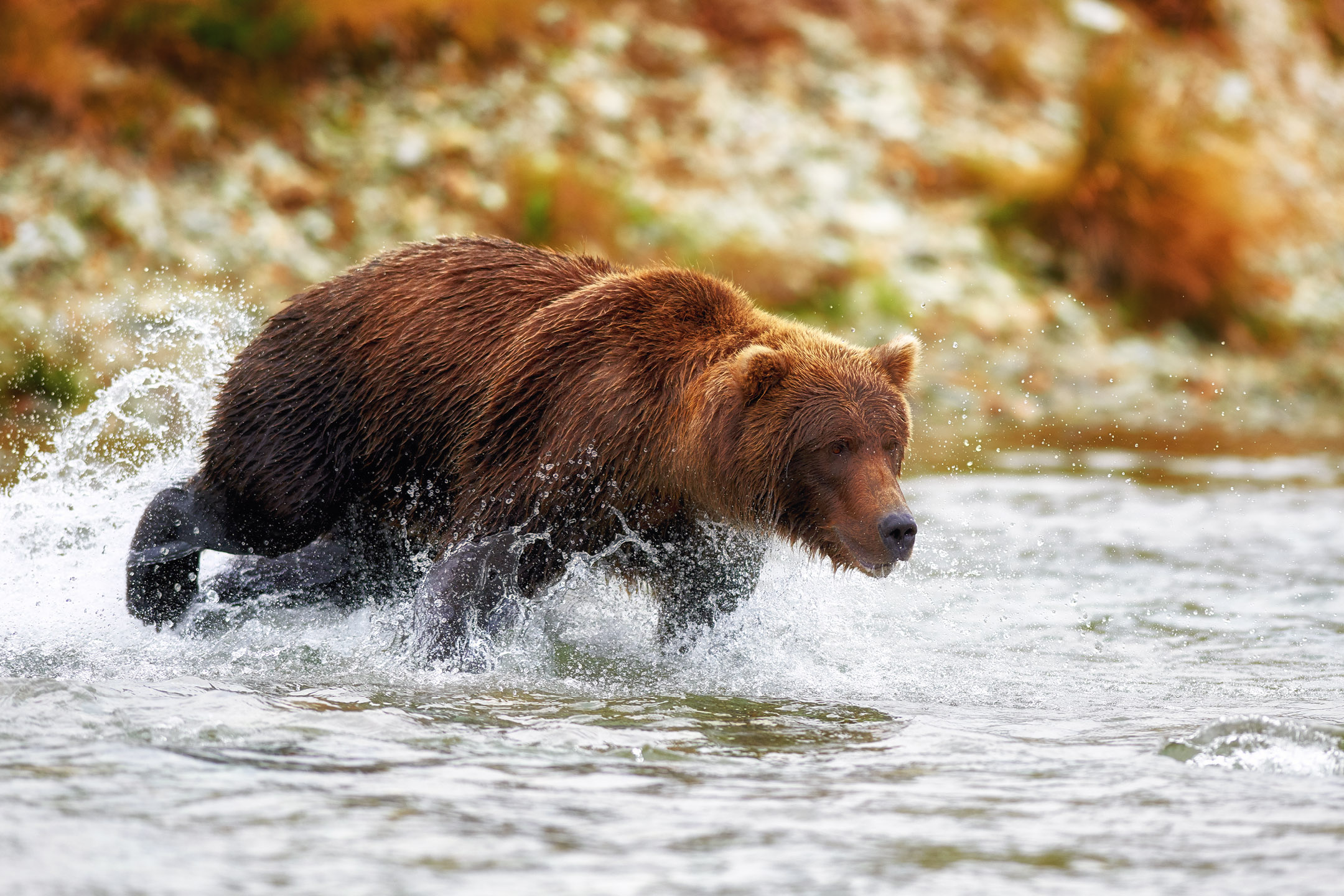 Katmai National Park Alaska