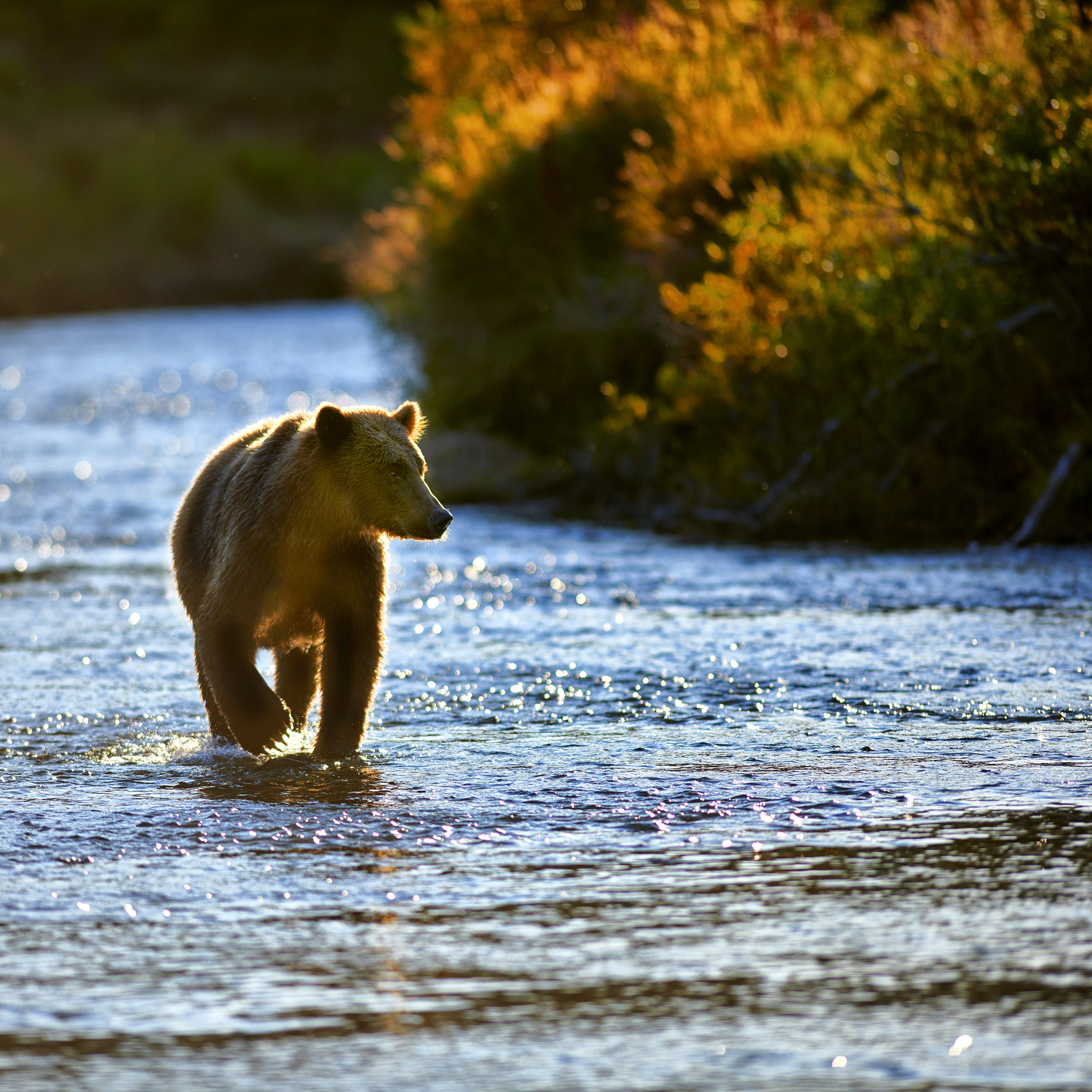 Katmai National Park Alaska