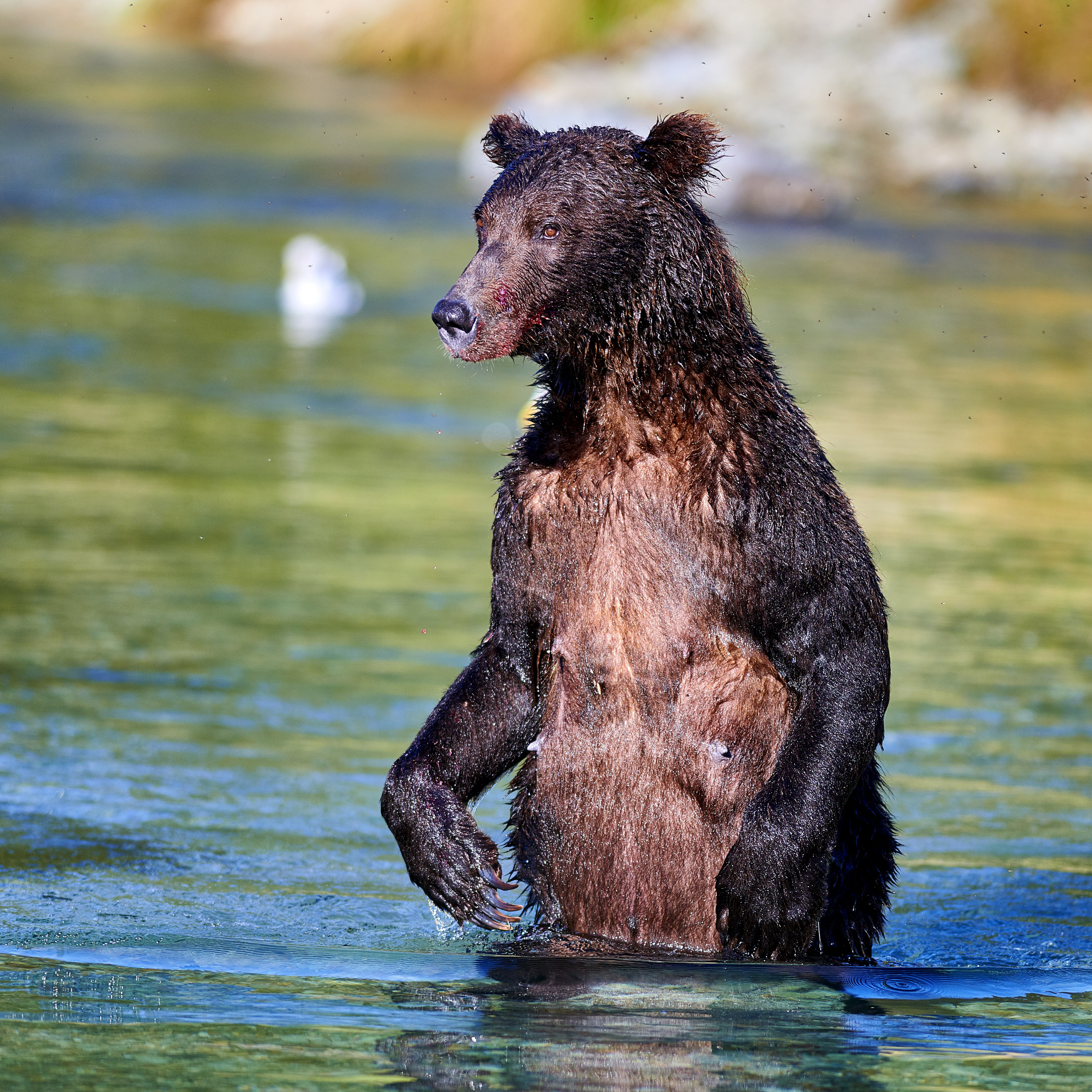 Katmai National Park Alaska