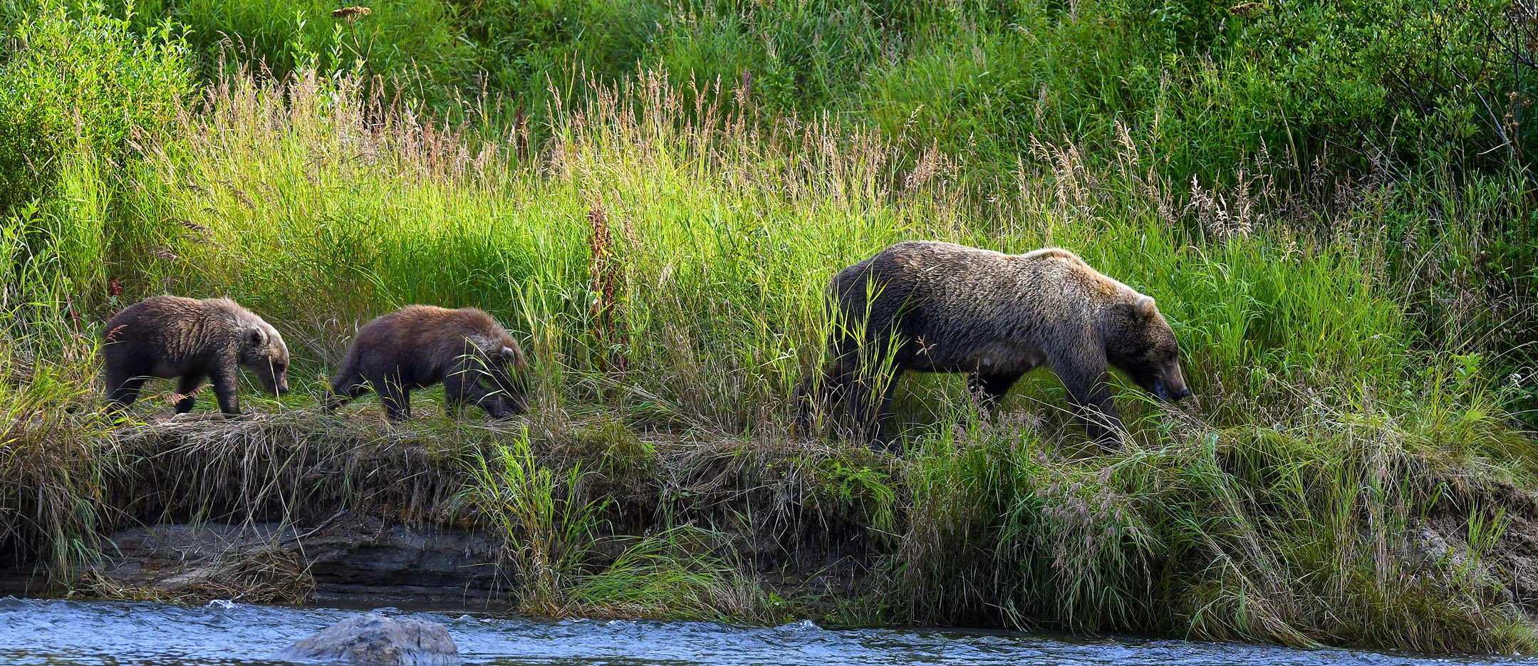 Katmai National Park Alaska