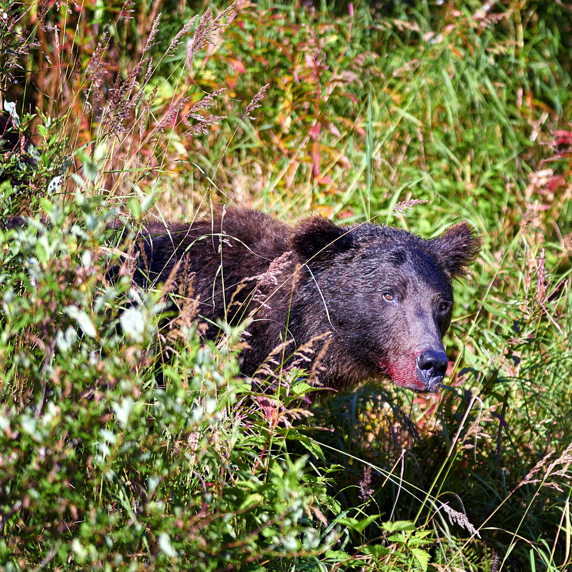 Katmai National Park Alaska