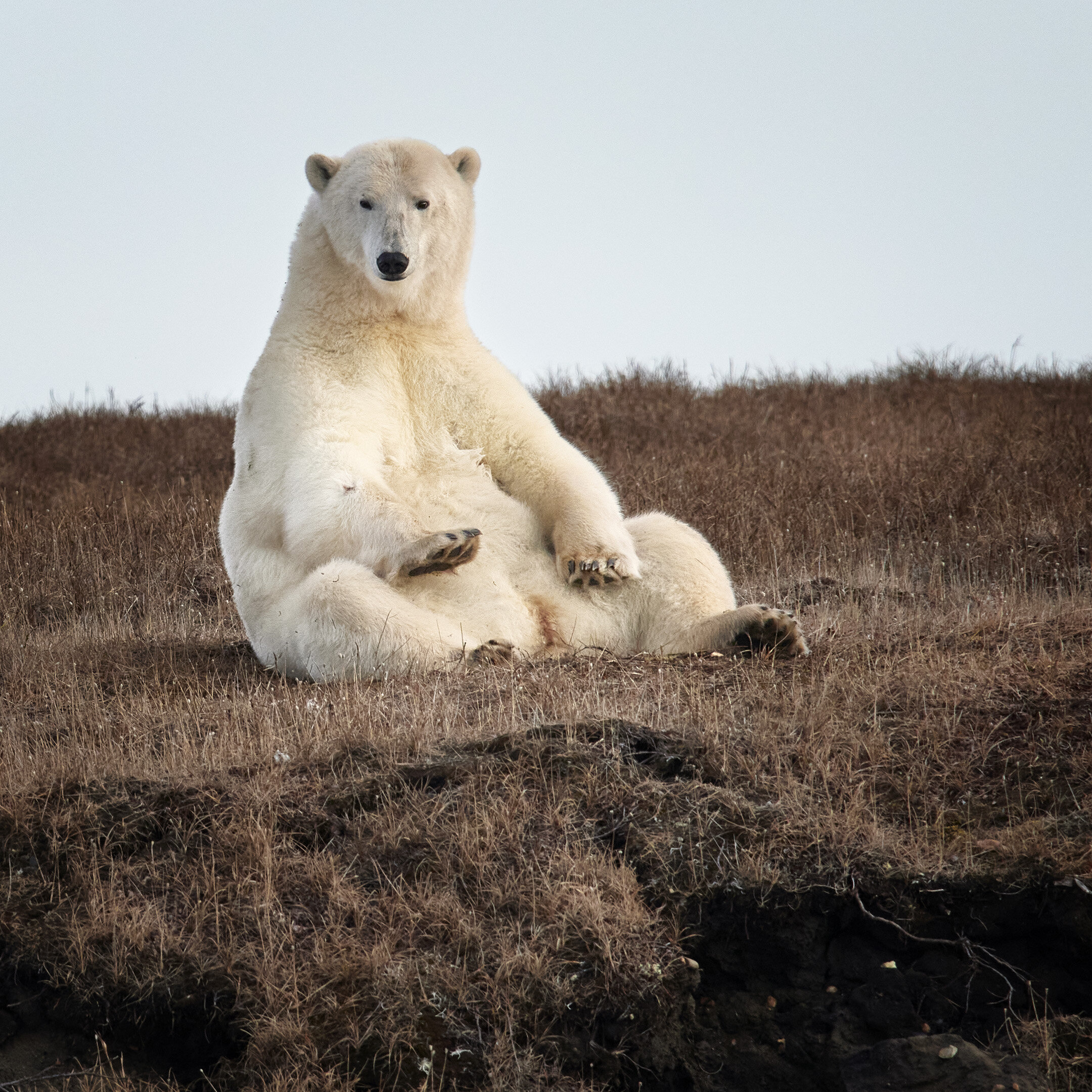 Mother Bear Sitting Up Kaktovik Alaska