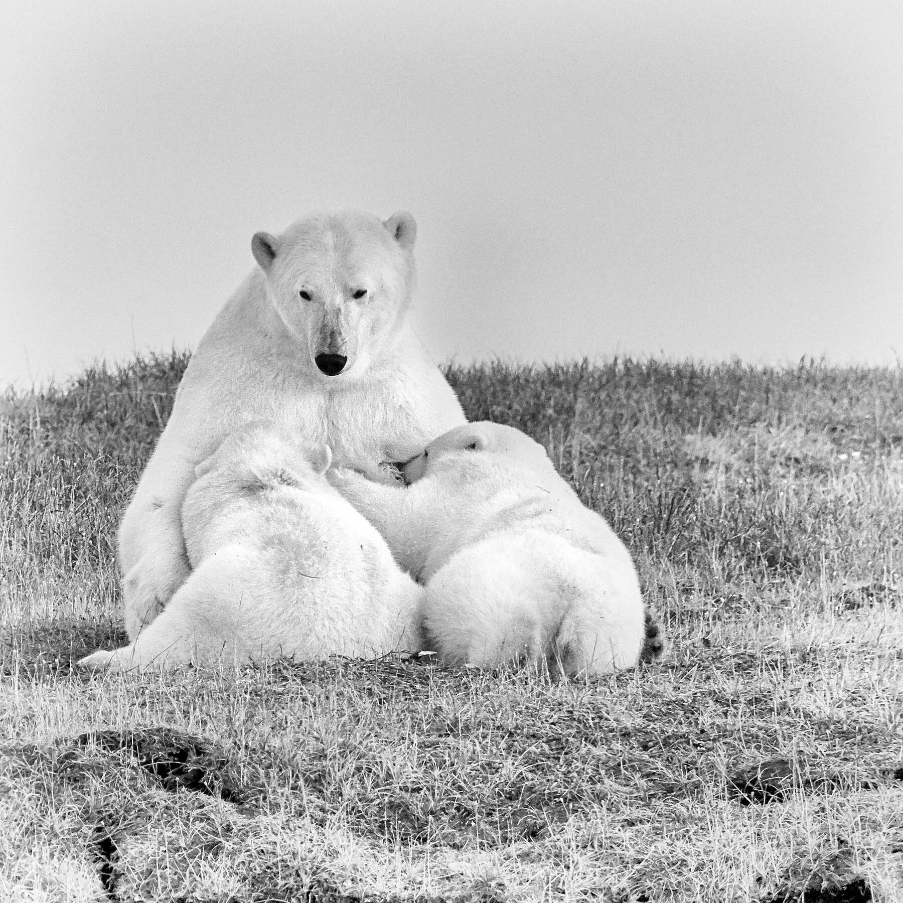 Mother Bear Nursing Cubs Kaktovik Alaska