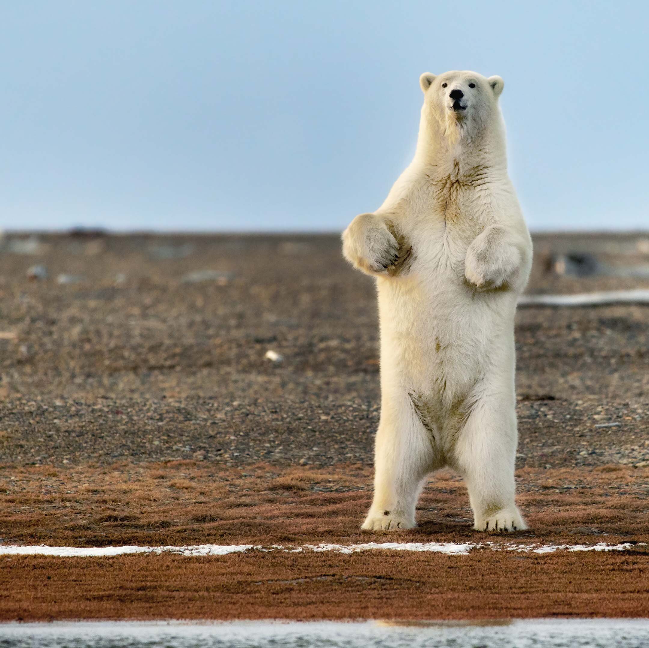 Female Bear Kaktovik Alaska