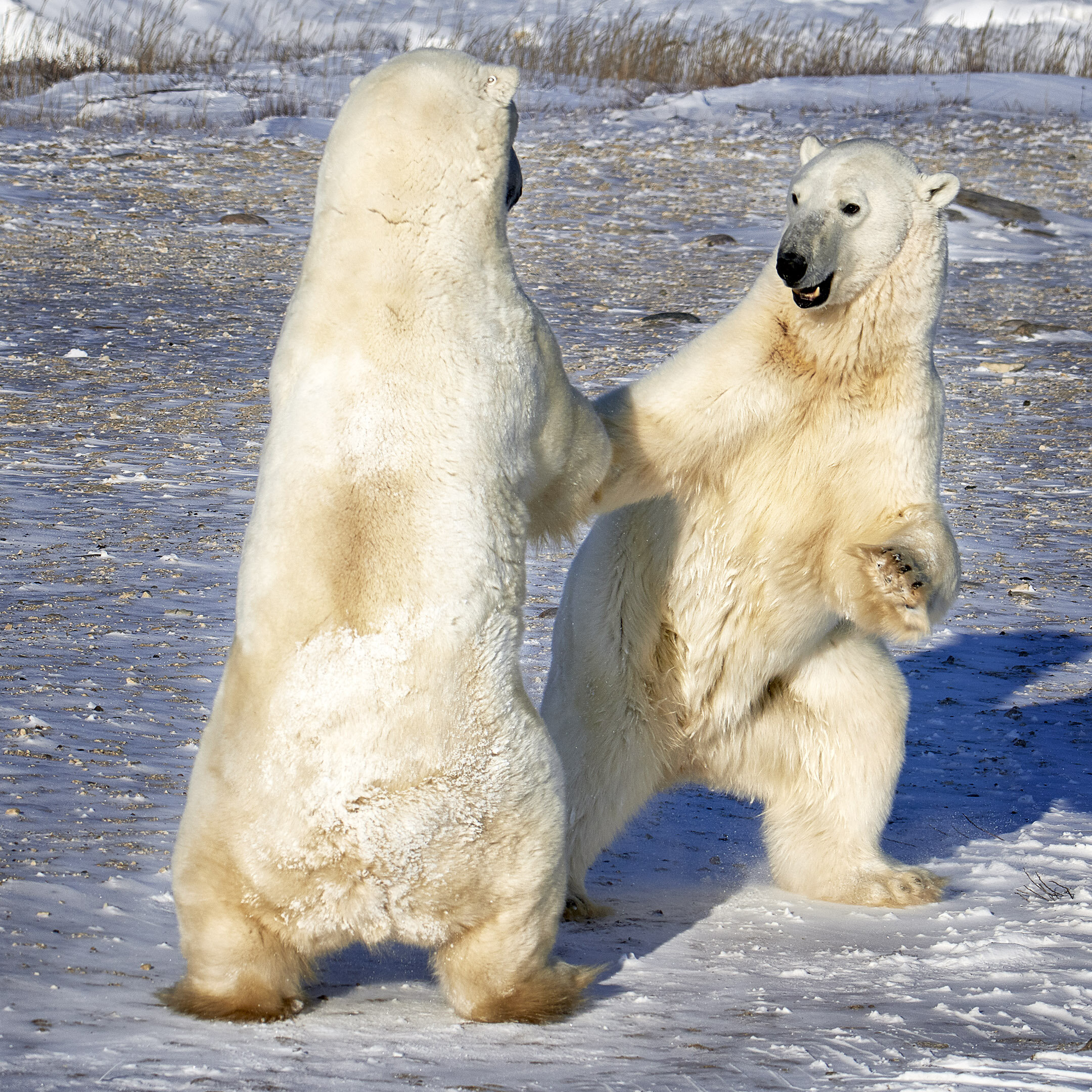 Male Bears Jousting Churchill Canada