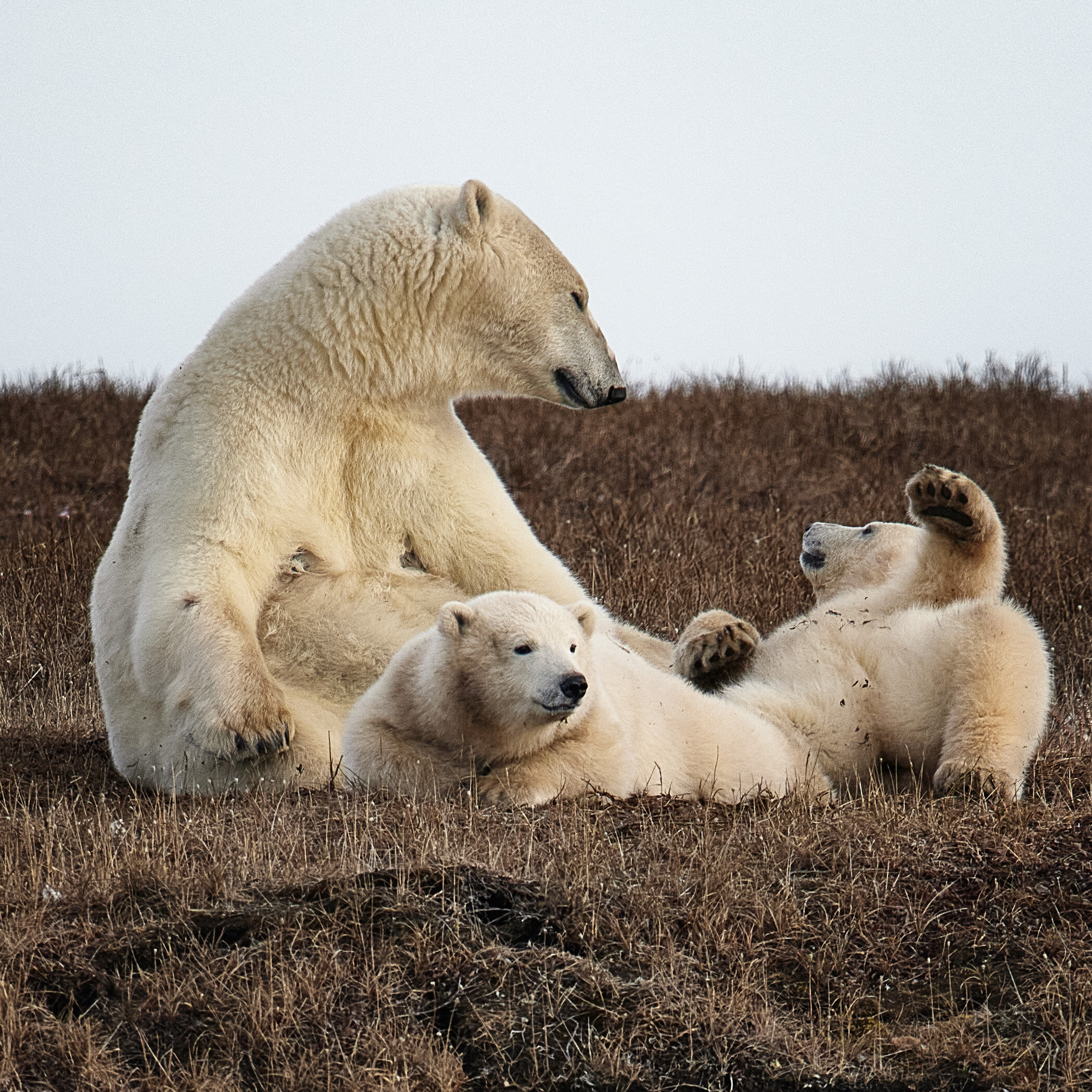 Family Portrait Kaktovik Alaska