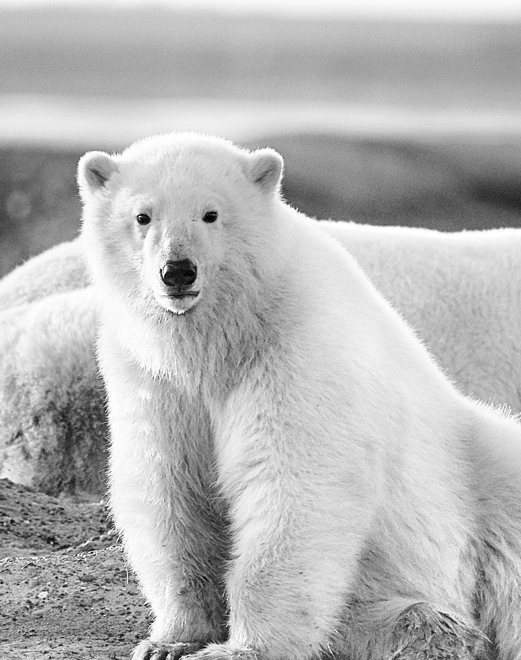 Bear Cub Portrait Kaktovik Alaska