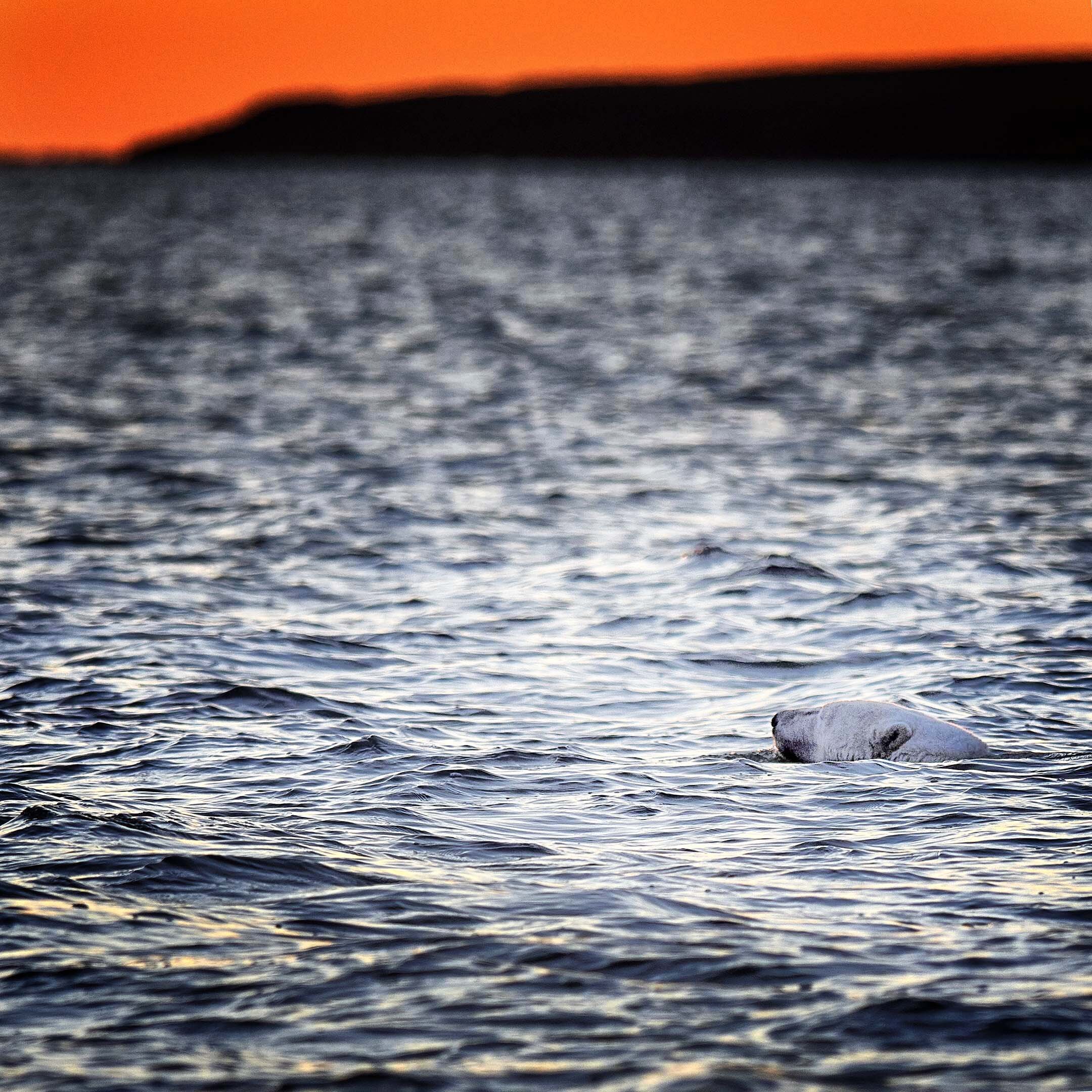 Bear Swimming at Sunset Kaktovik Alaska