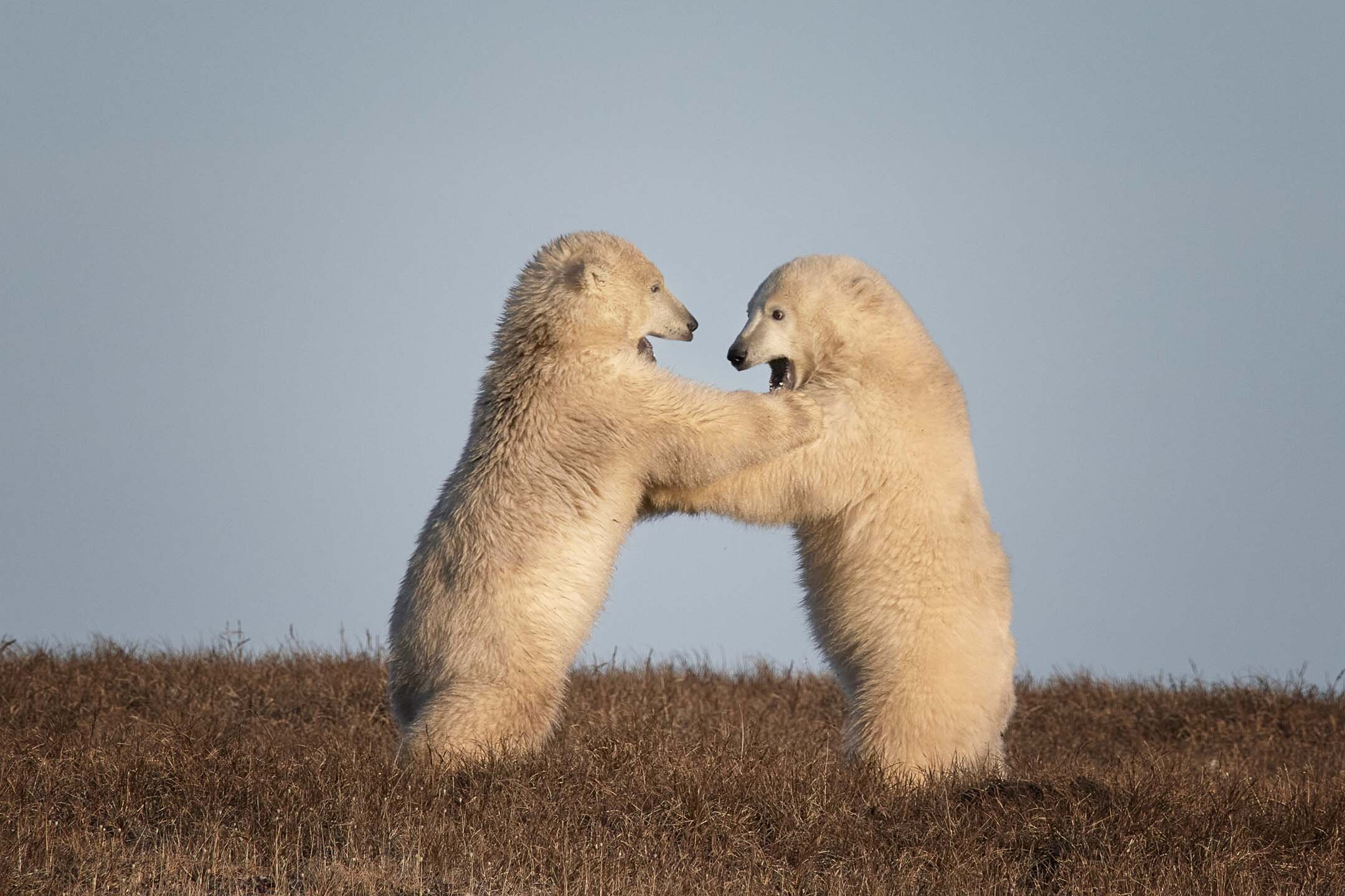 Cubs Sparring Kaktovik Alaska