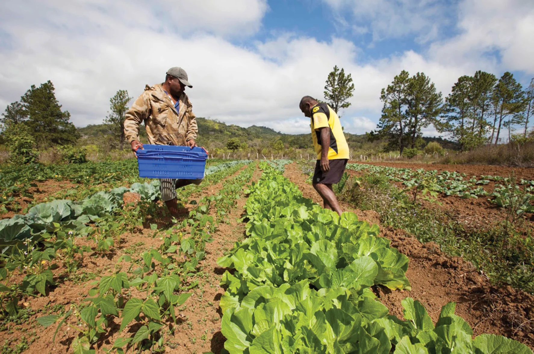 Farmers growing lettuce and other vegetables in the highlands of Bevatu Settlement, Nadrau, Viti Levu, Fiji. Photo: IFAD/Susan Beccio