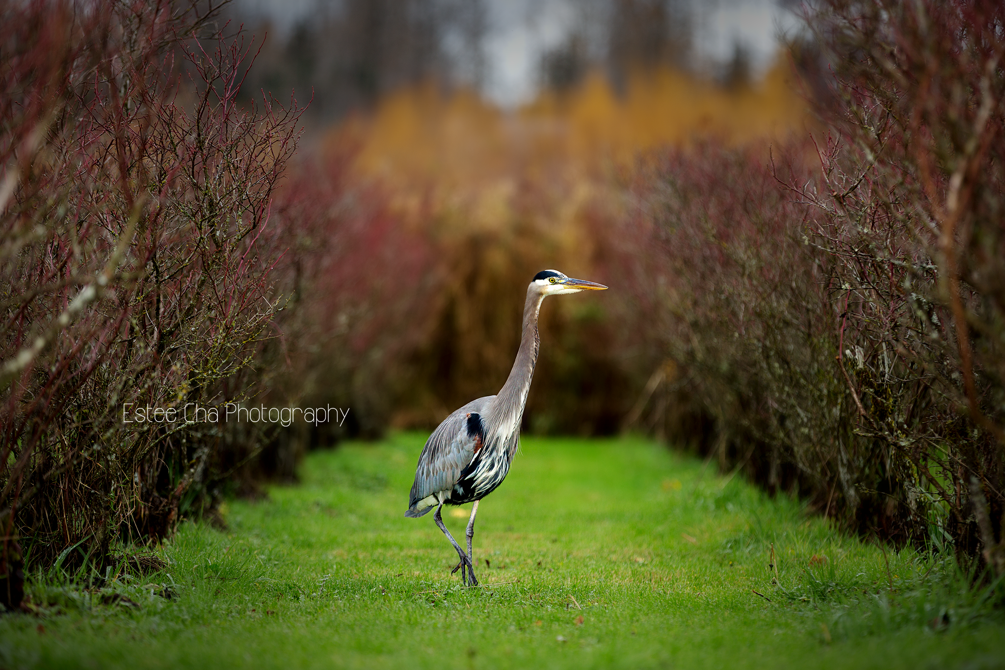 ©Estee Cha Photography
