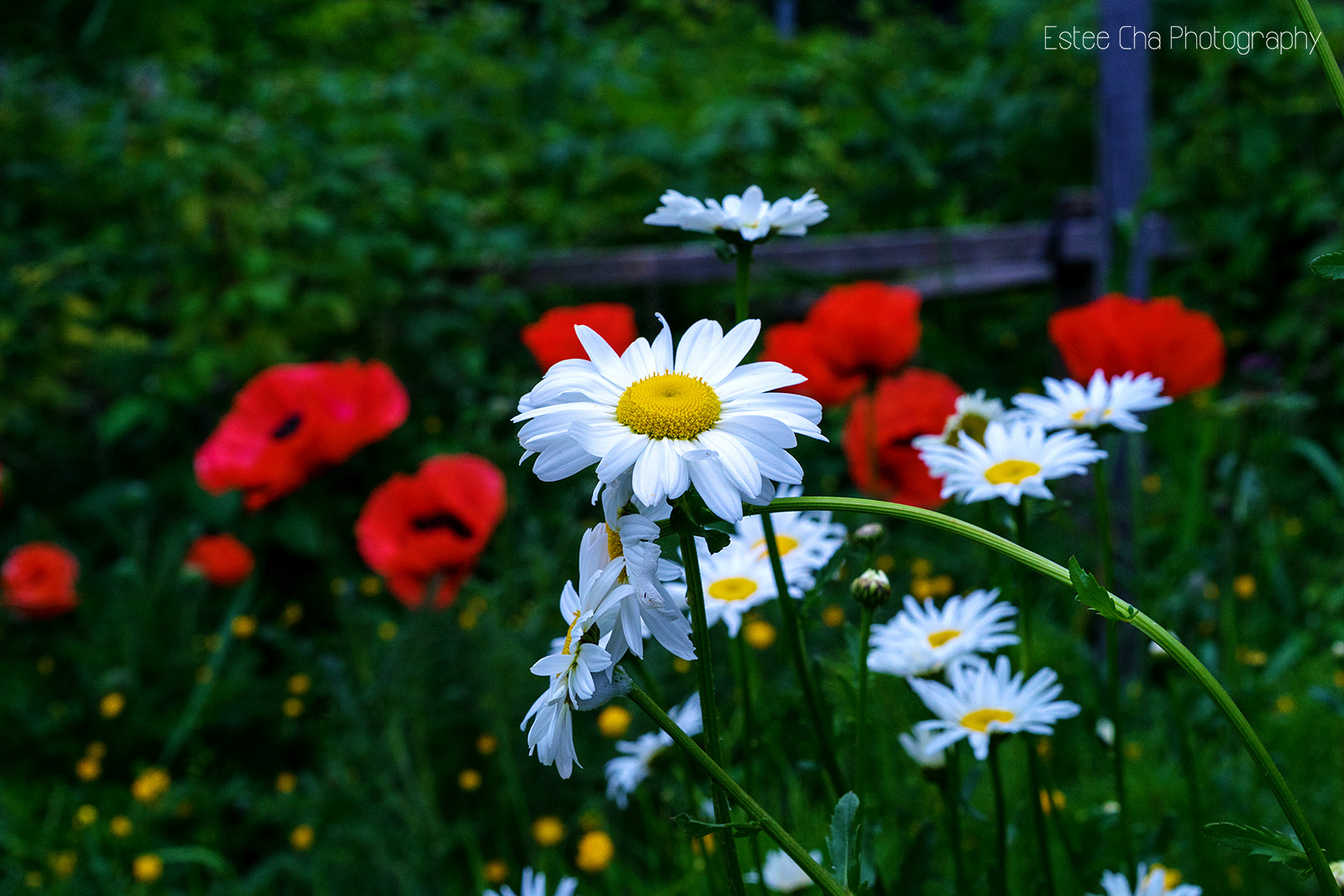 ©Estee Cha Photography