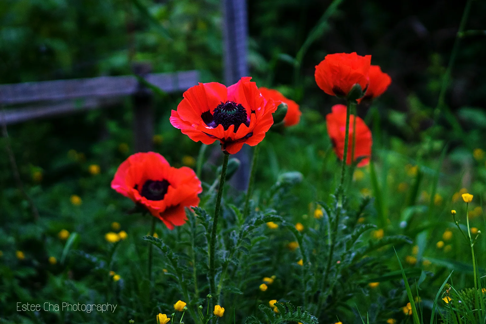 ©Estee Cha Photography