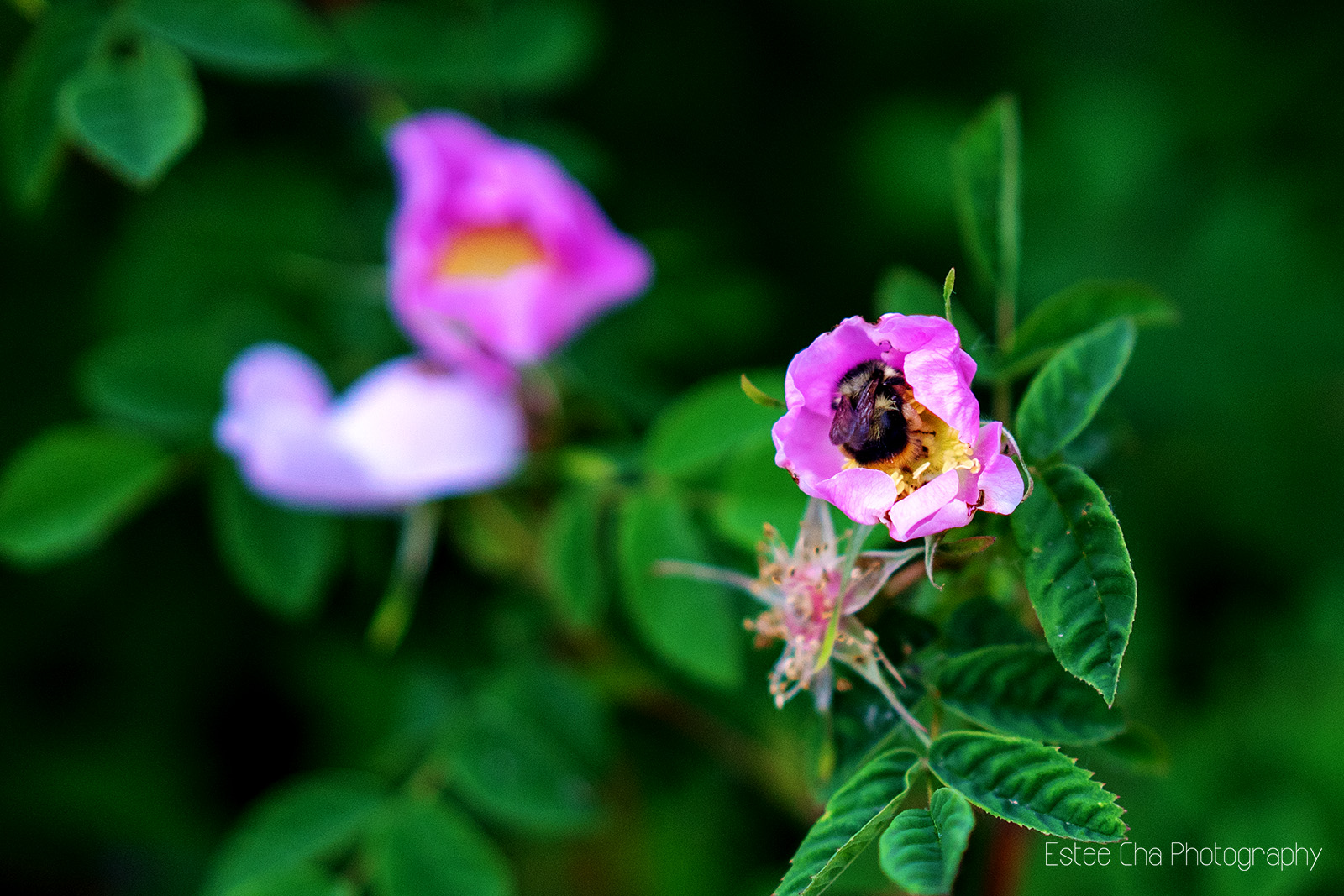 ©Estee Cha Photography