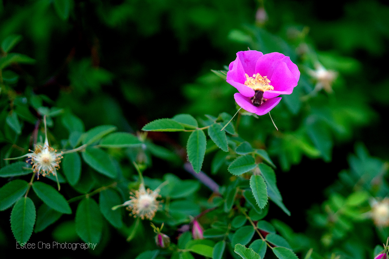 ©Estee Cha Photography