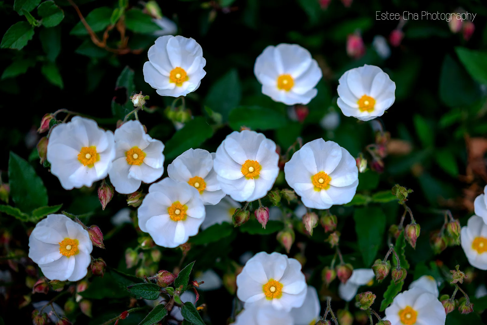 ©Estee Cha Photography